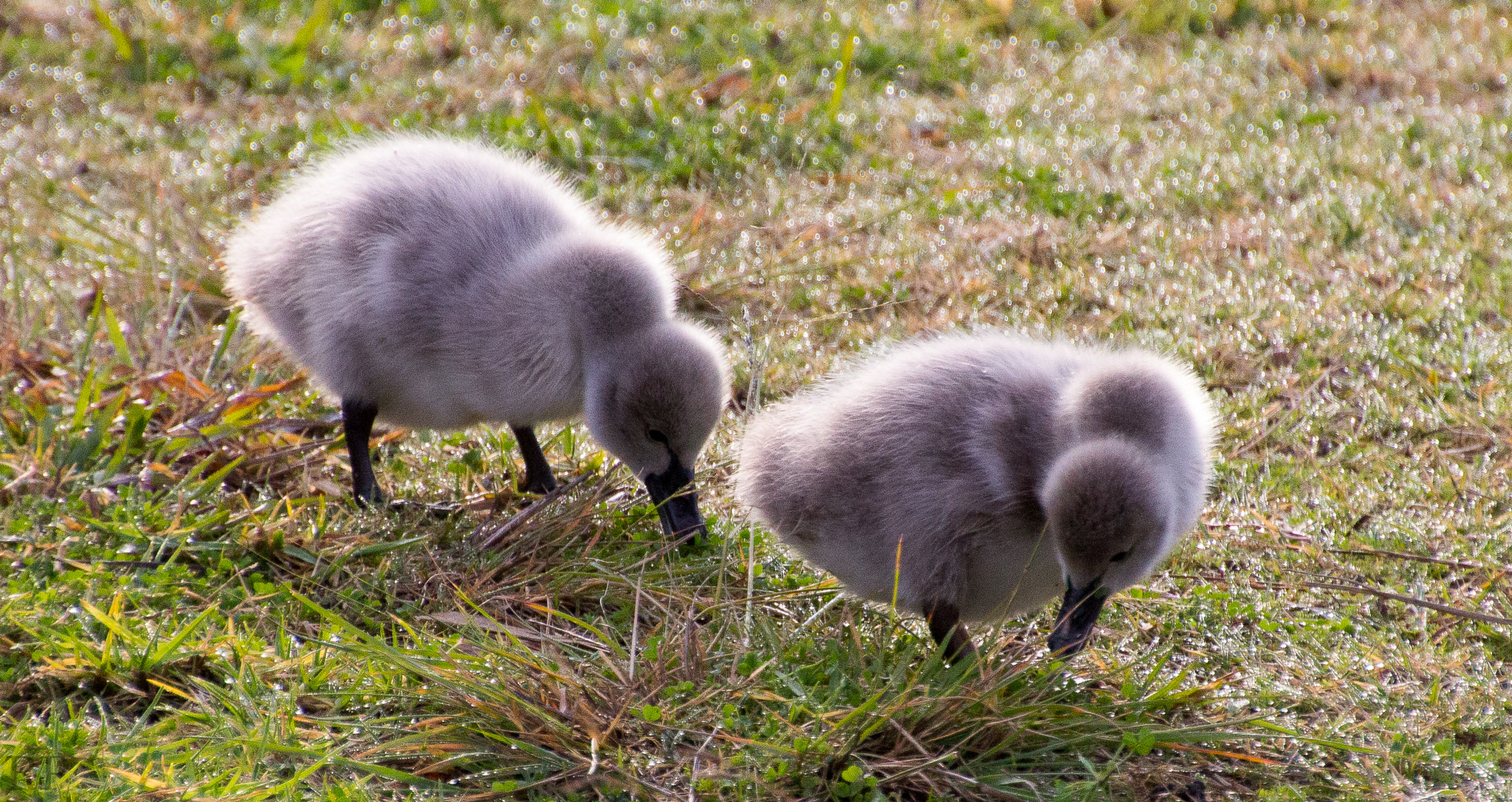 Canon EOS 600D (Rebel EOS T3i / EOS Kiss X5) sample photo. Swan photography