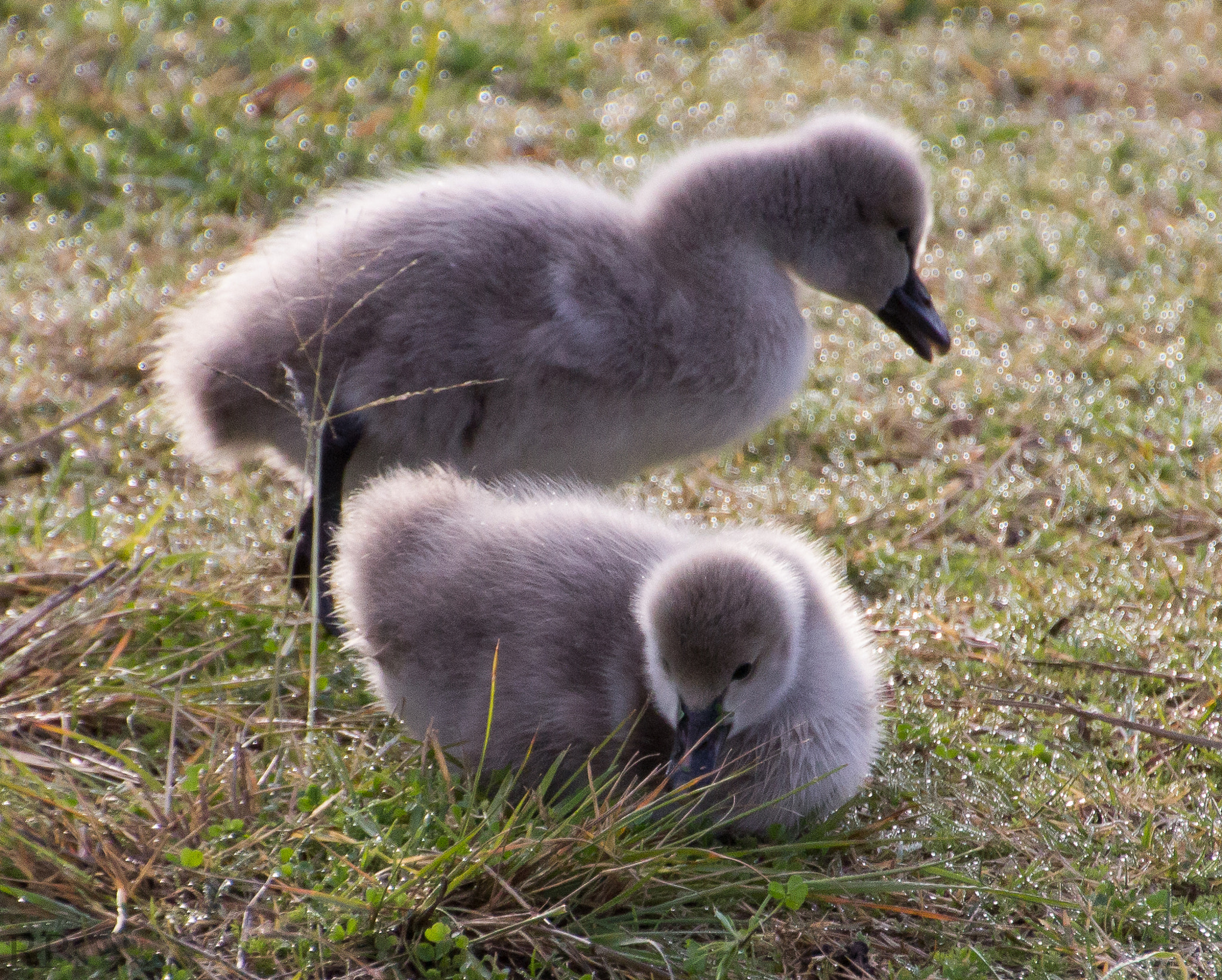Canon EOS 600D (Rebel EOS T3i / EOS Kiss X5) sample photo. Swan photography