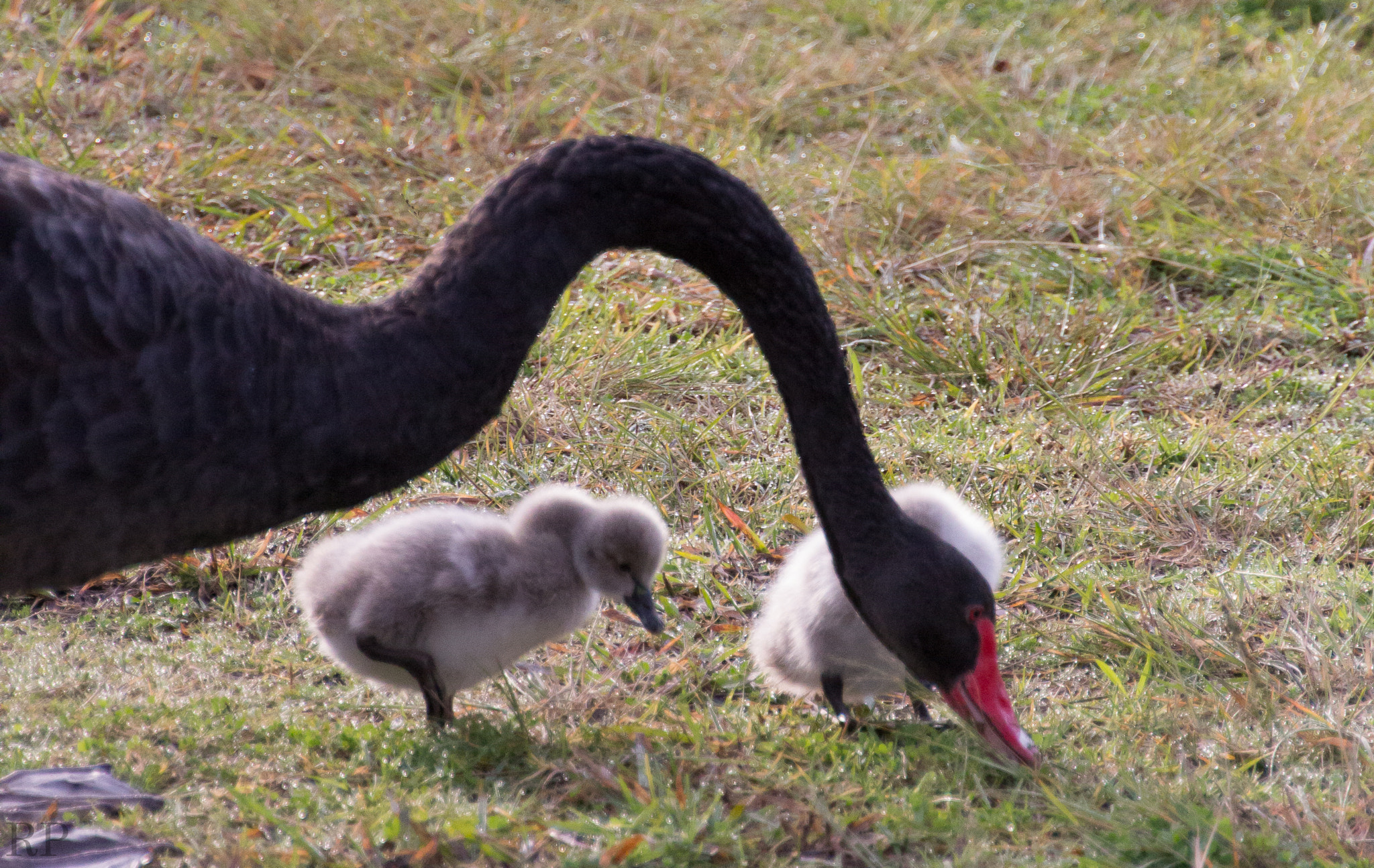 Canon EOS 600D (Rebel EOS T3i / EOS Kiss X5) sample photo. Swan photography