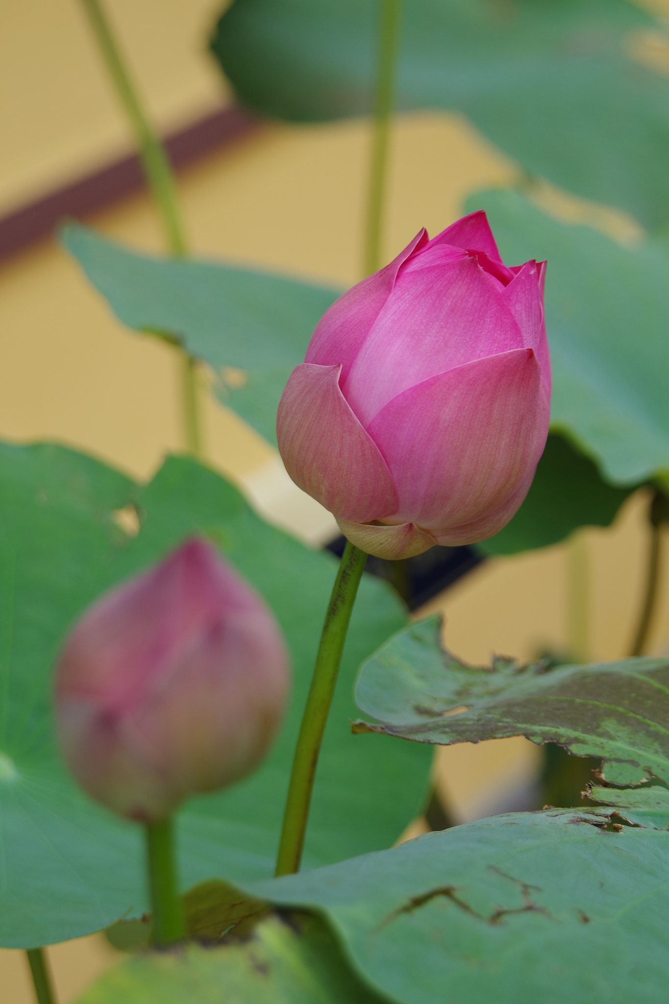 Sigma 18-200mm F3.5-6.3 DC sample photo. Lotus photography