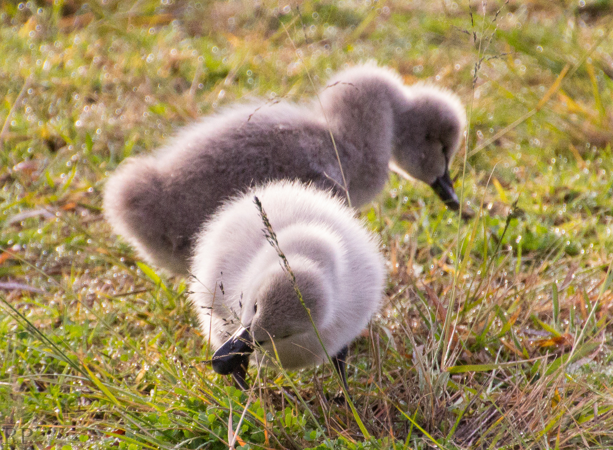 Canon EOS 600D (Rebel EOS T3i / EOS Kiss X5) sample photo. Swan photography