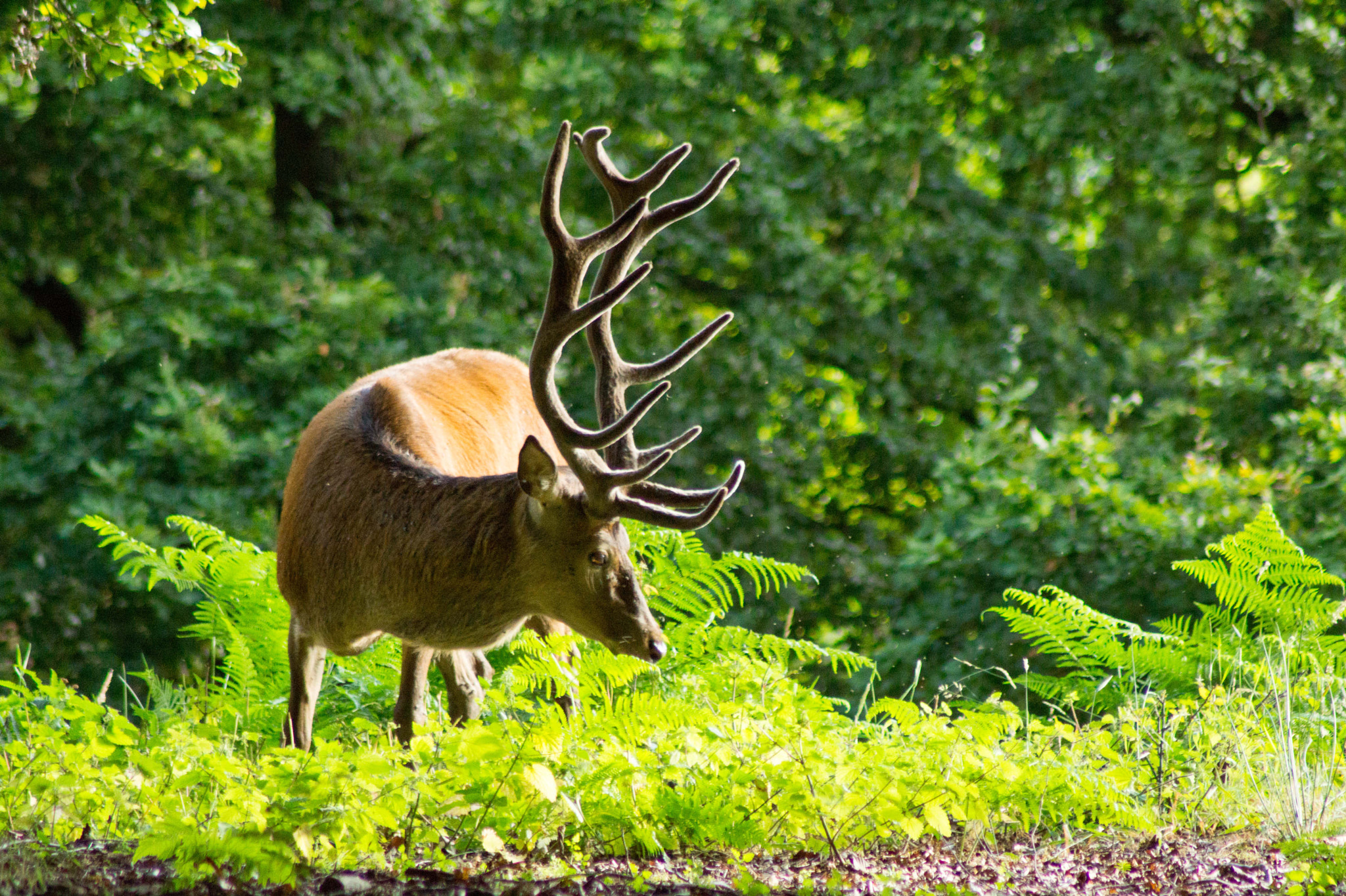 Sony SLT-A65 (SLT-A65V) + Tamron SP 24-70mm F2.8 Di VC USD sample photo. Red deer stag in windsor great park photography