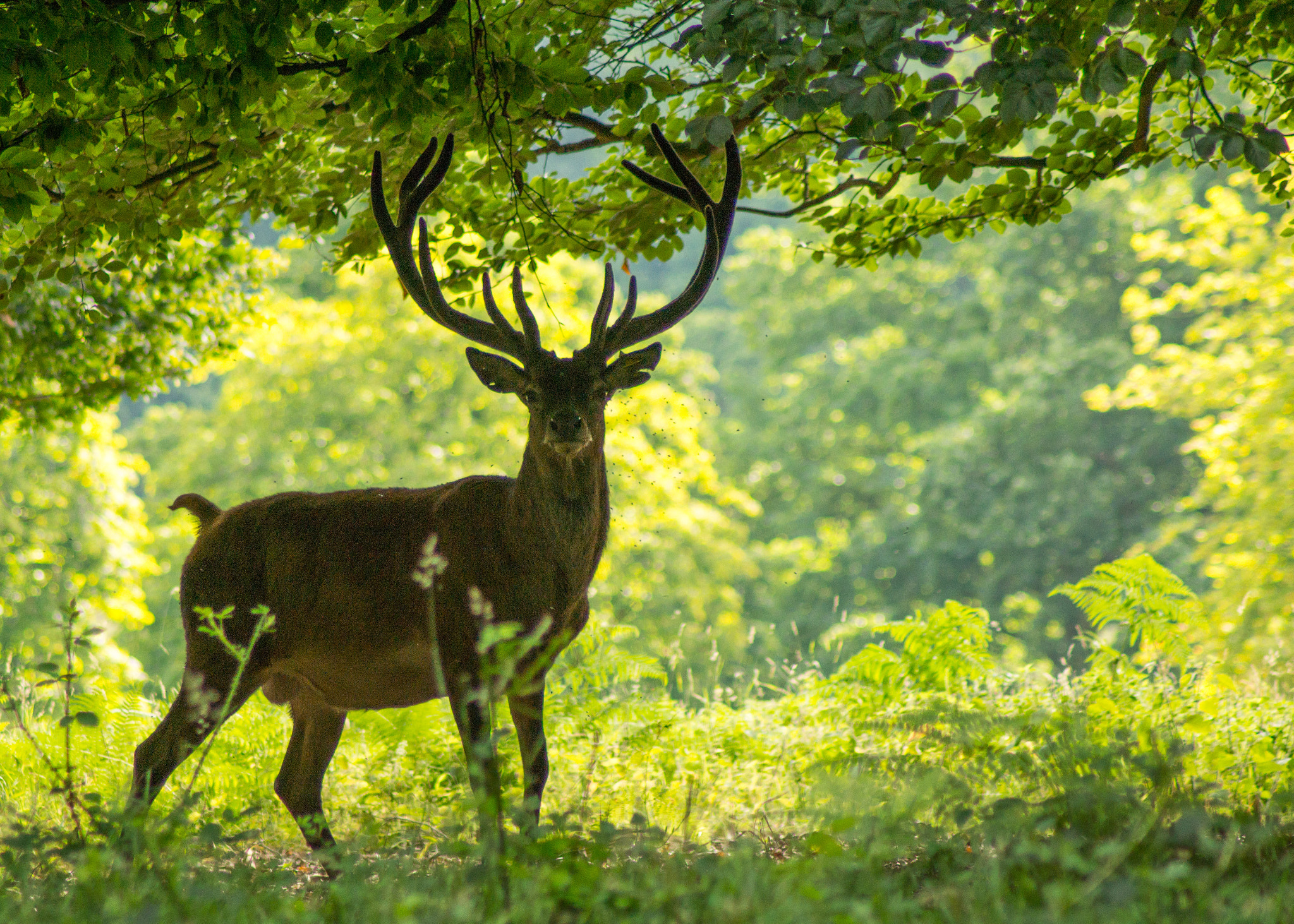 Sony SLT-A65 (SLT-A65V) + Tamron SP 24-70mm F2.8 Di VC USD sample photo. Red deer stag in windsor great park photography