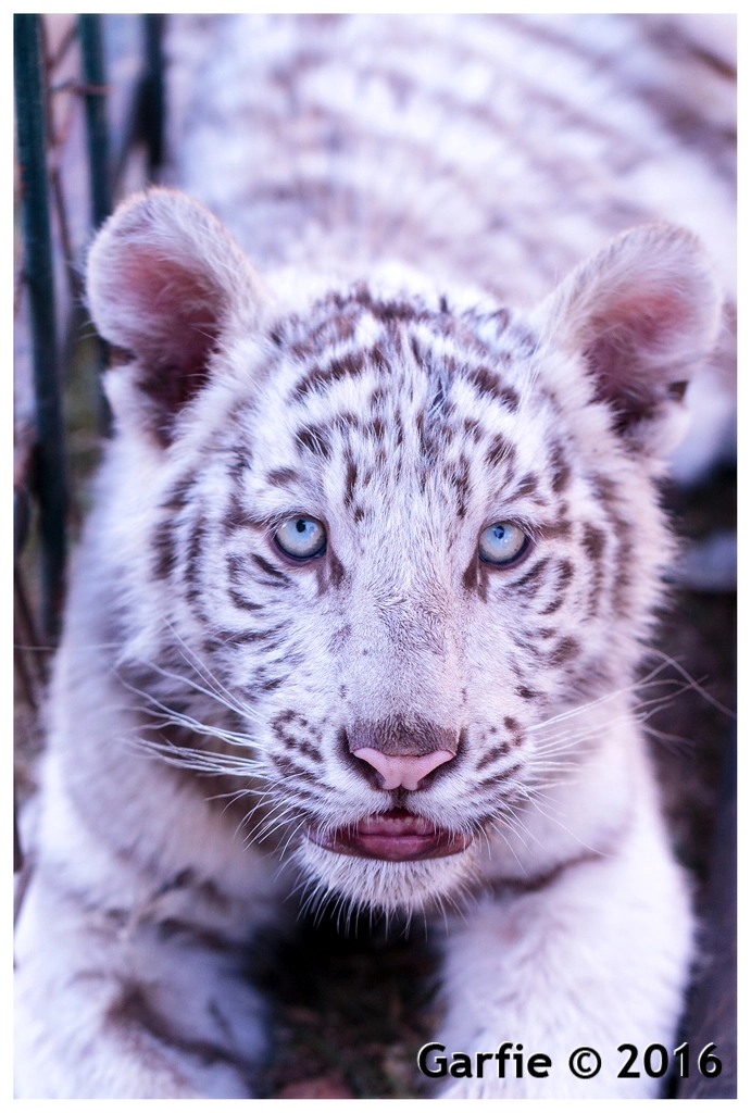 Canon EF 100mm F2.8L Macro IS USM sample photo. Some beautiful baby tigers photography