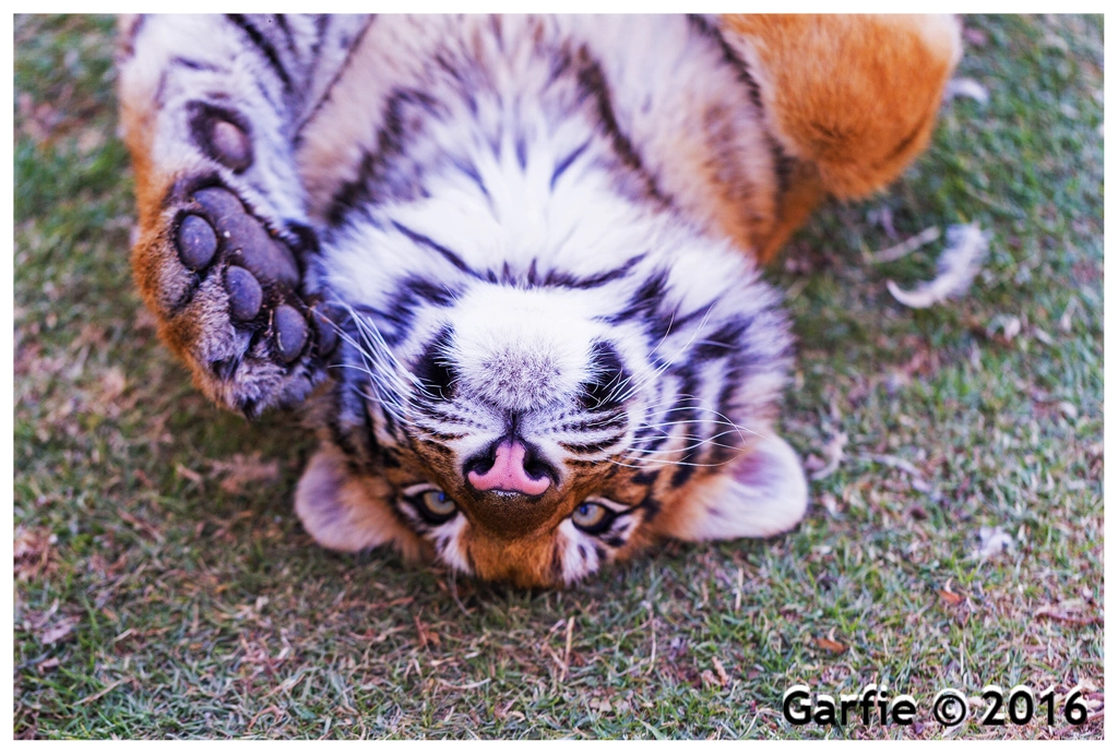 Canon EF 100mm F2.8L Macro IS USM sample photo. Some beautiful baby tigers photography