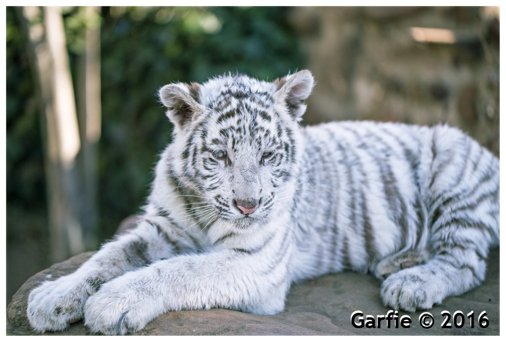 Canon EF 100mm F2.8L Macro IS USM sample photo. Some beautiful baby tigers photography