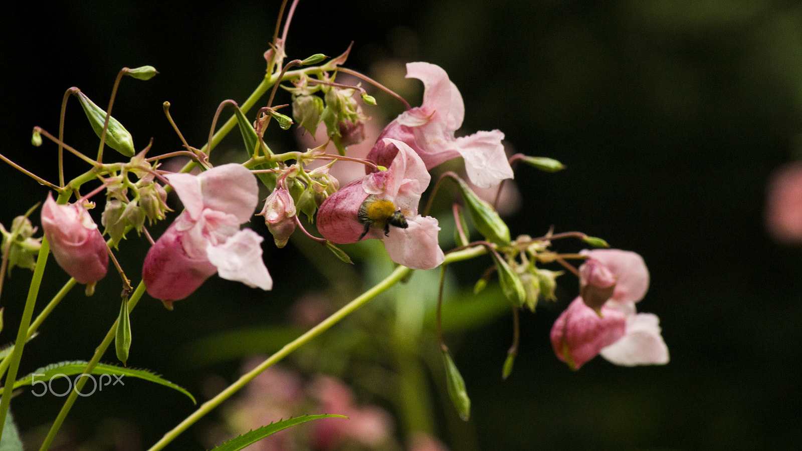 Sony SLT-A65 (SLT-A65V) + Sigma 70-300mm F4-5.6 DL Macro sample photo. Flowers photography