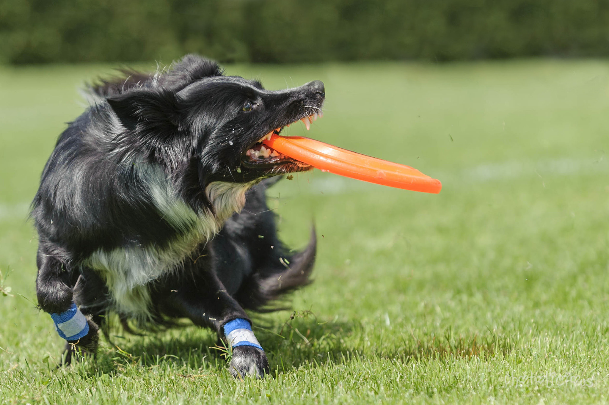 AF-S Zoom-Nikkor 80-200mm f/2.8D IF-ED sample photo. Leni catching a disc photography
