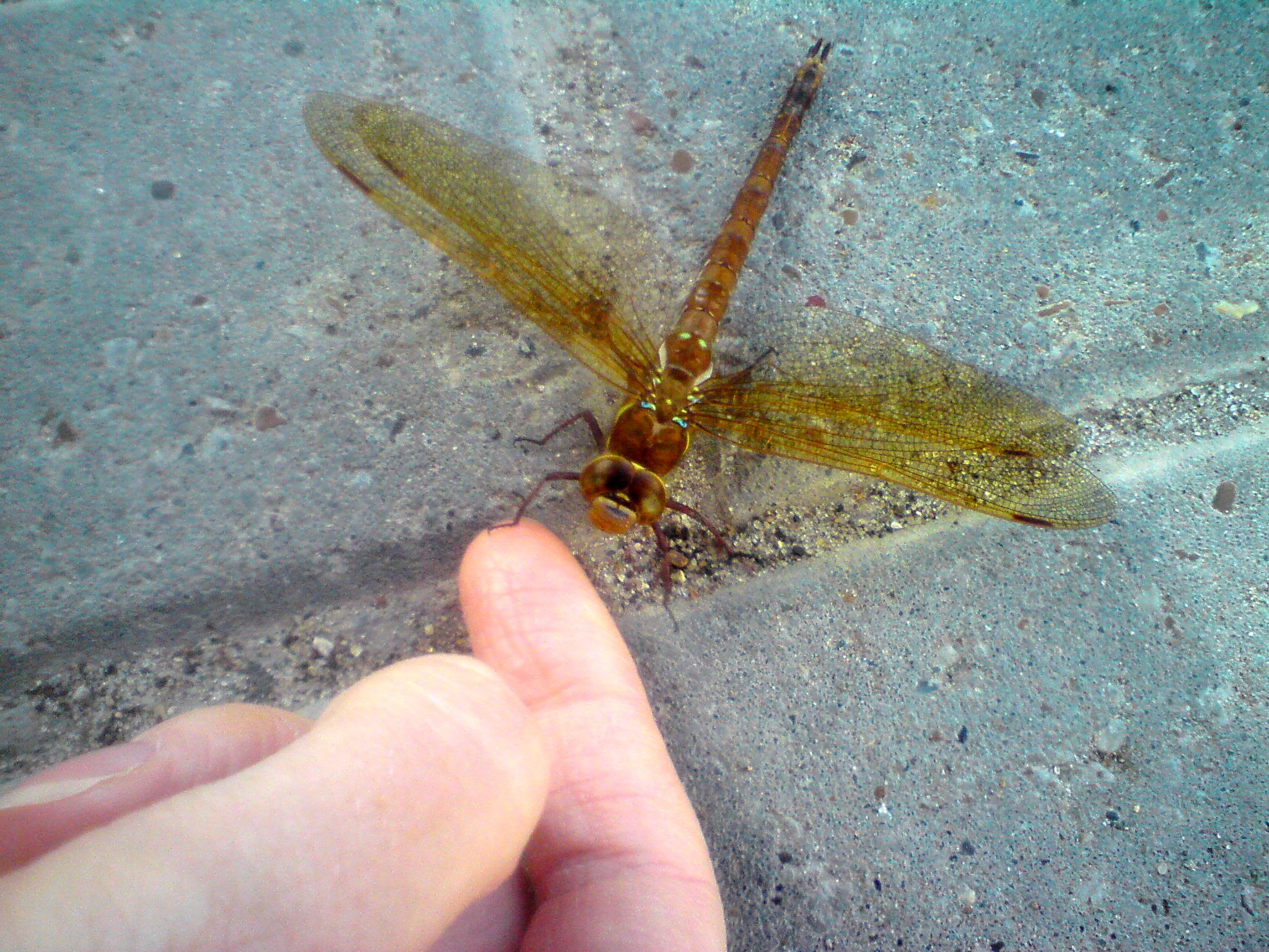 Sony Ericsson C510 sample photo. Ну привет, дружище!!! photography