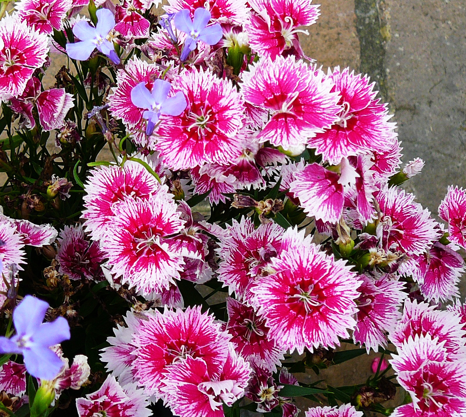 Panasonic DMC-TZ1 sample photo. Pink flowers photography
