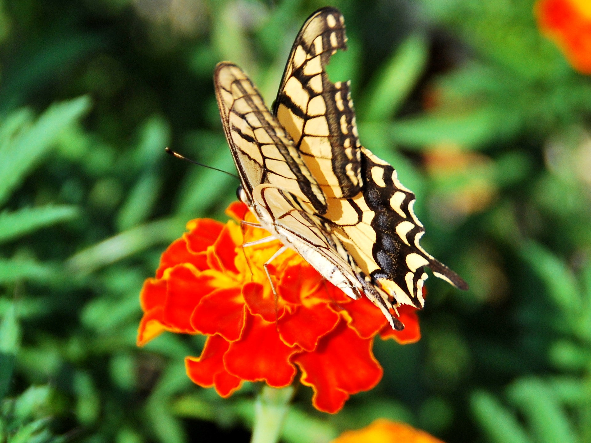 Nikon D60 sample photo. Delicate photography