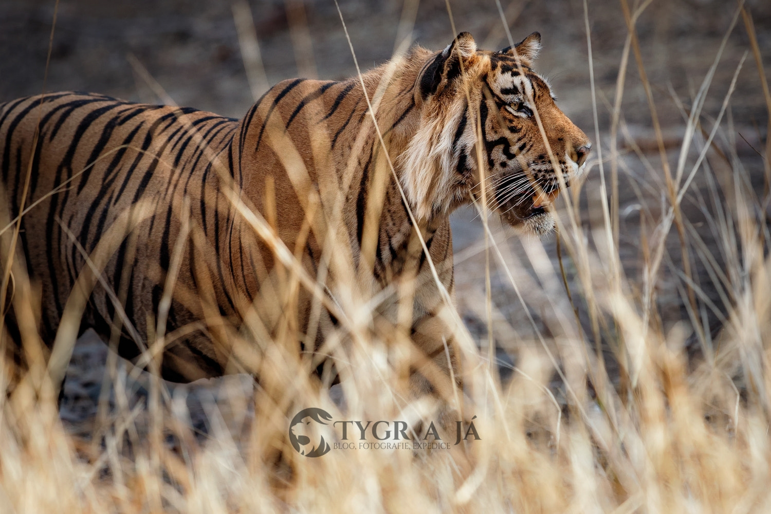 Canon EF 300mm F2.8L IS II USM sample photo. Lord of the forest in his own photography