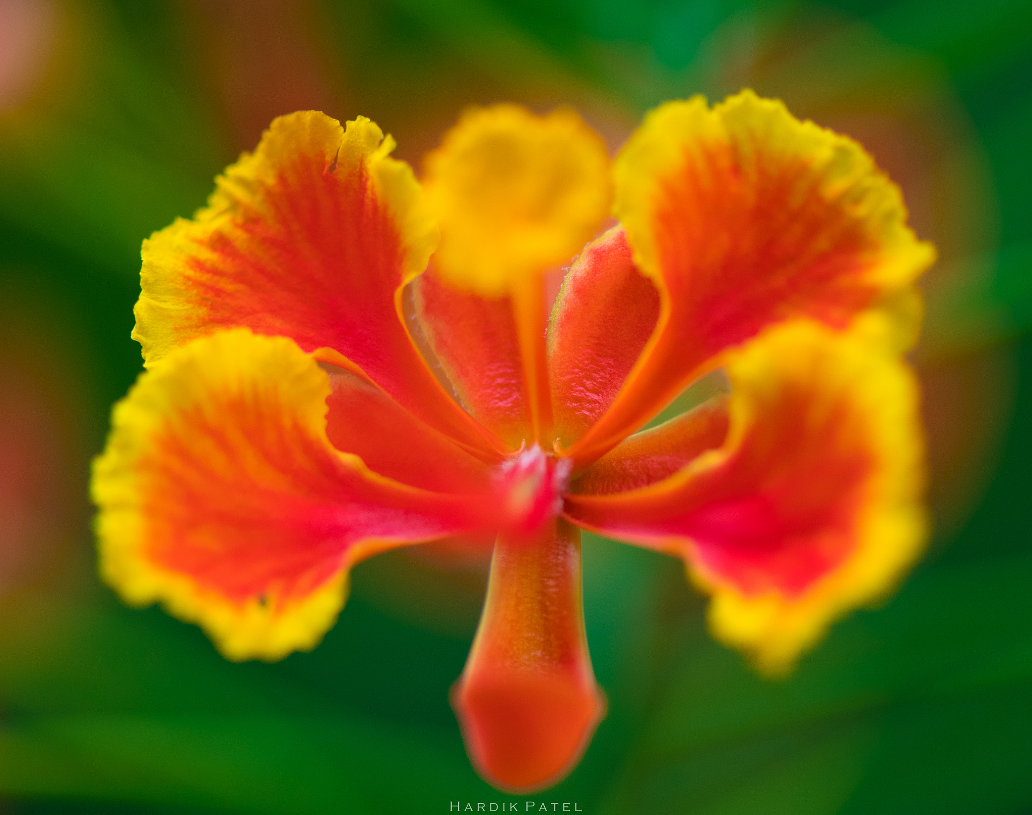 Nikon D5 sample photo. Nature colours... photography