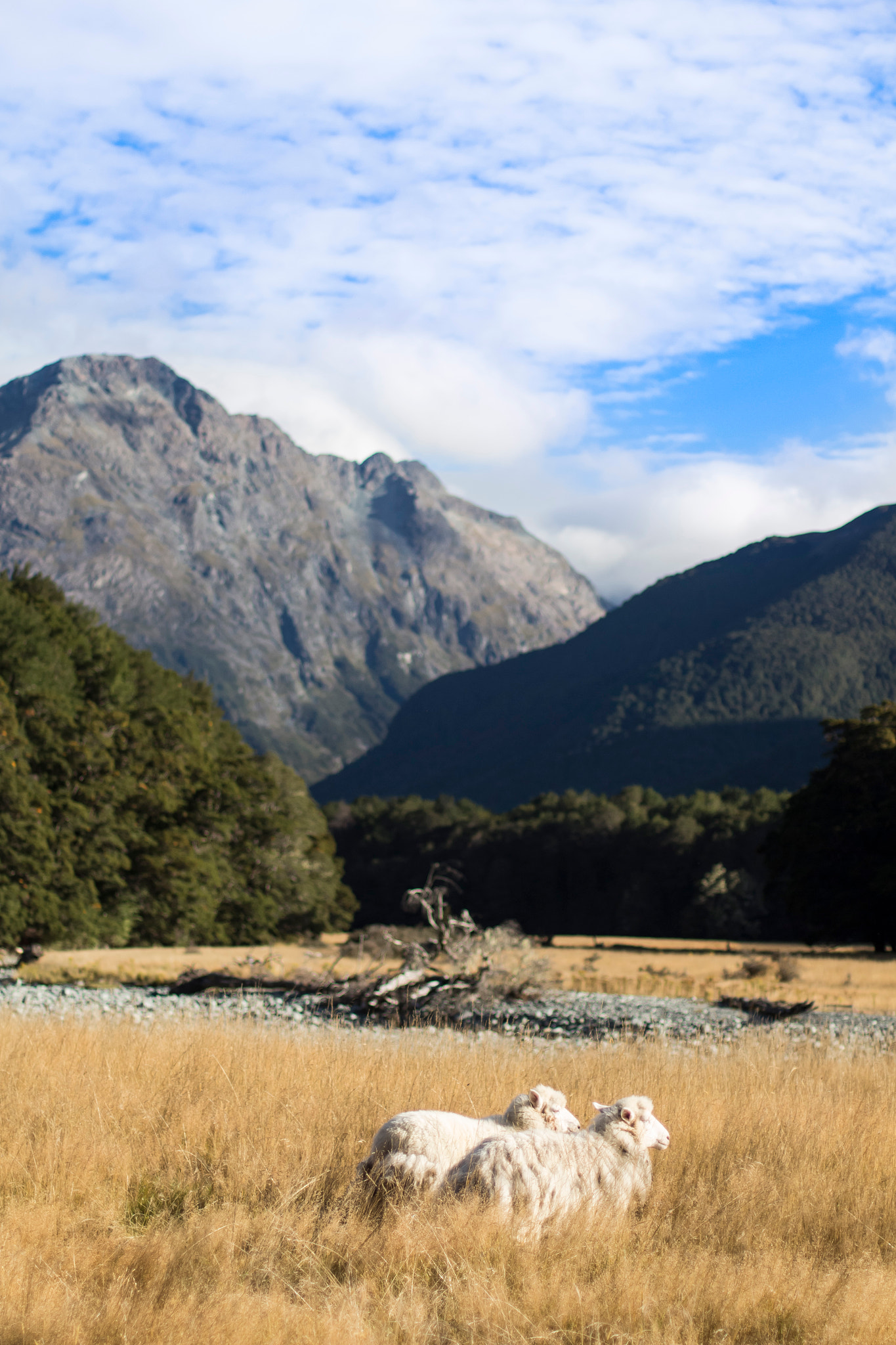 Canon EOS 650D (EOS Rebel T4i / EOS Kiss X6i) sample photo. New zealand sheep photography