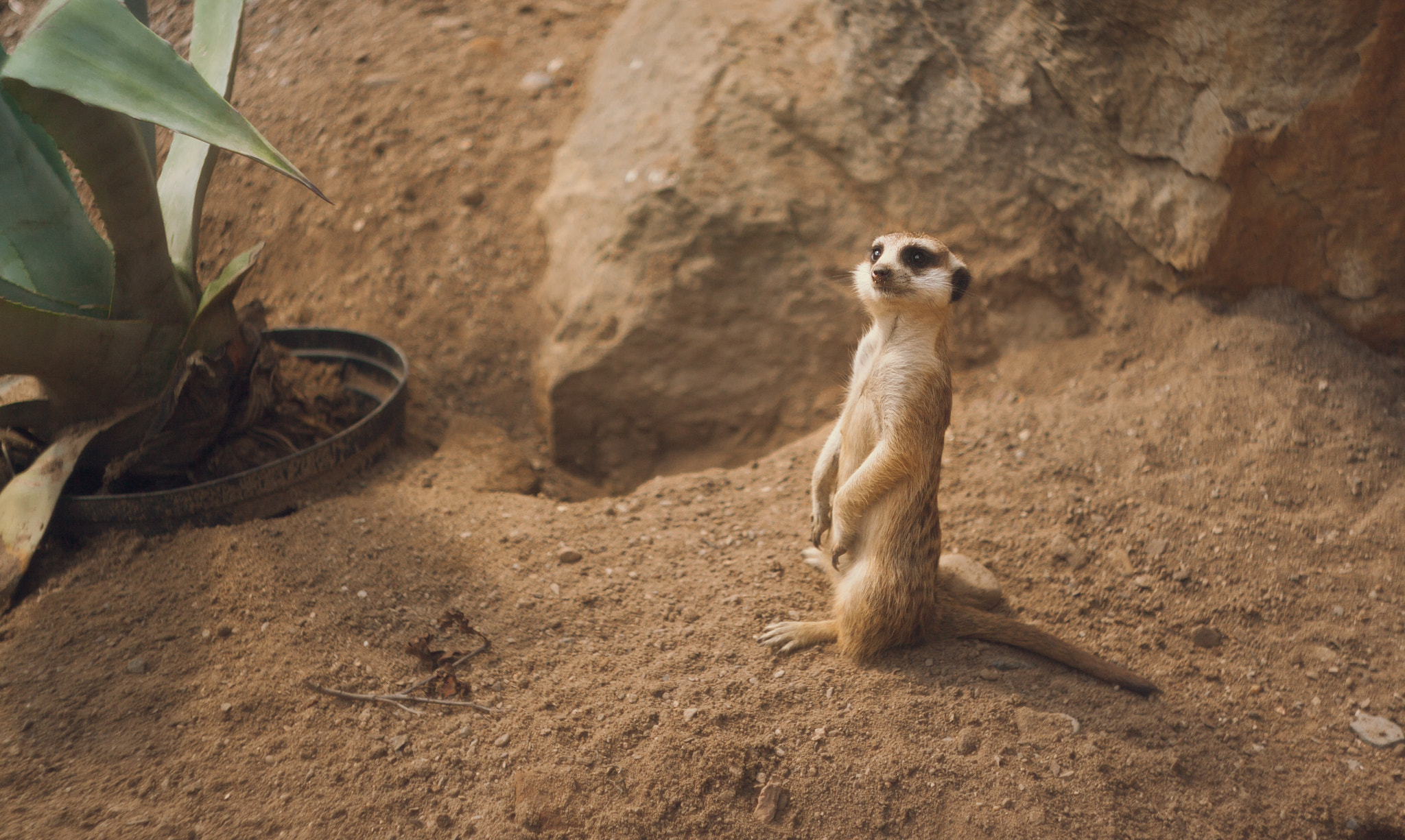 Canon EF 35-80mm f/4-5.6 sample photo. Suricate photography