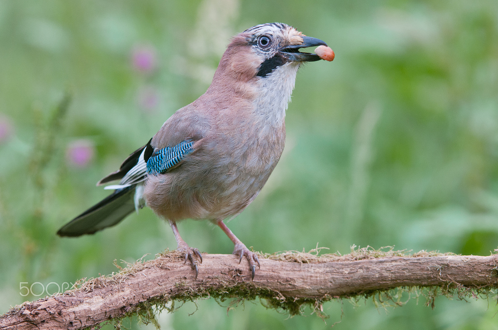 Nikon AF-S Nikkor 200-400mm F4G ED-IF VR sample photo. Garrulus glandarius photography