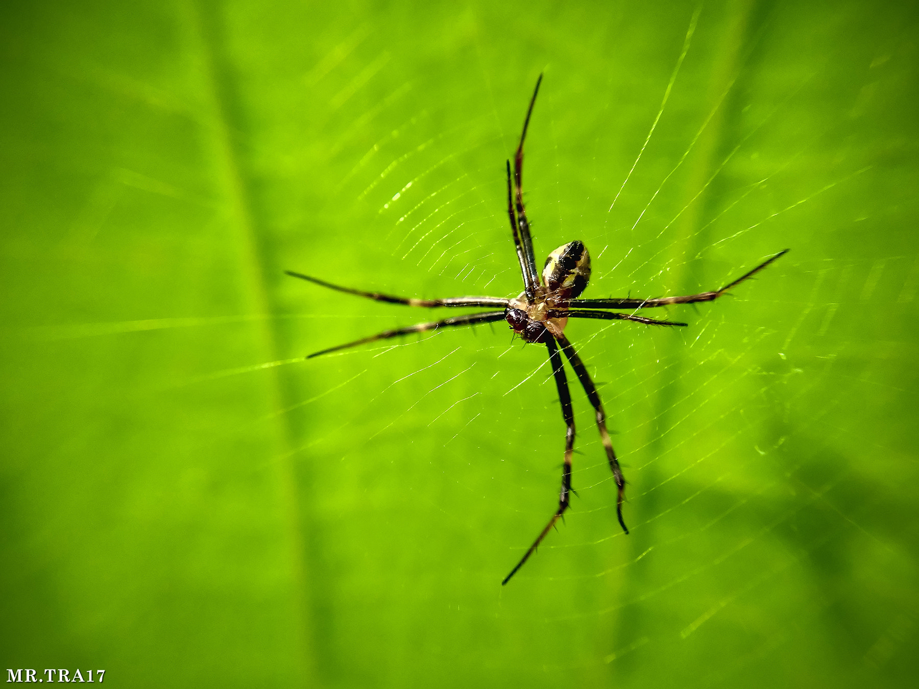 Xiaomi MI3 sample photo. Spider photography