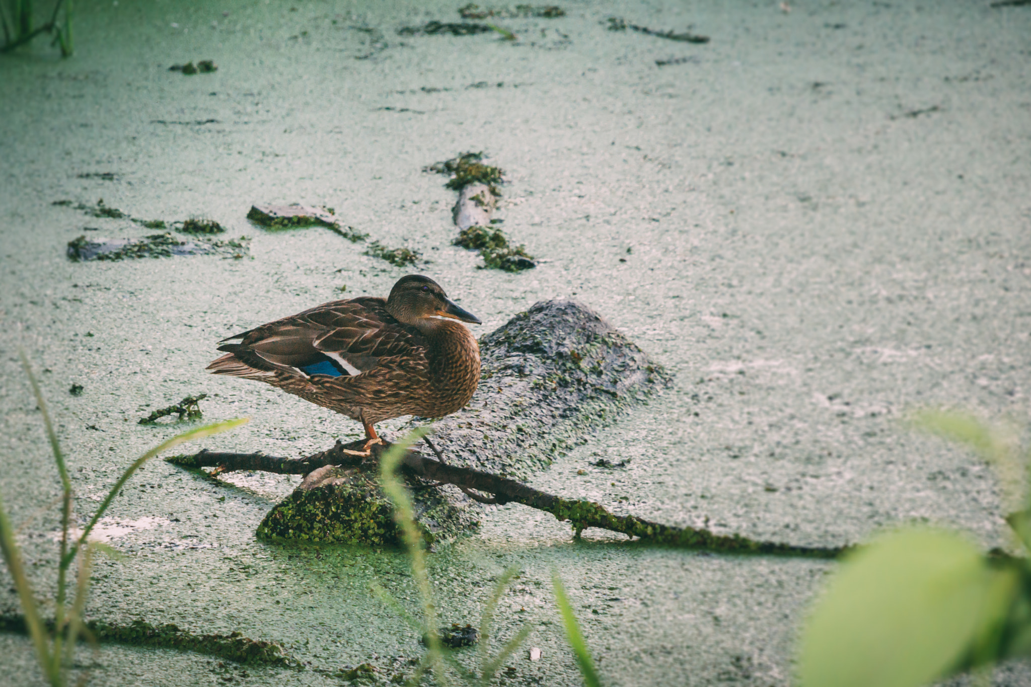 Nikon D3100 + Nikon AF-S DX Nikkor 18-135mm F3.5-5.6G ED-IF sample photo. Resting duck photography