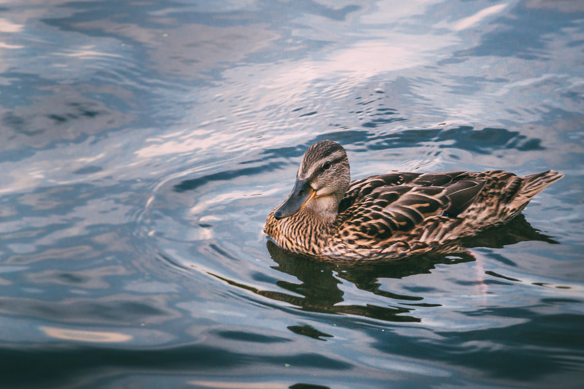 Nikon D3100 + Nikon AF-S DX Nikkor 18-135mm F3.5-5.6G ED-IF sample photo. Just a duck photography