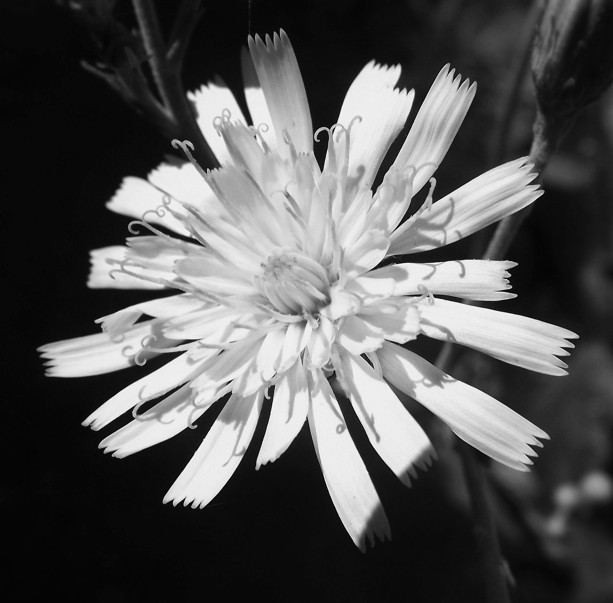 Fujifilm FinePix S4080 sample photo. Beautiful weed photography