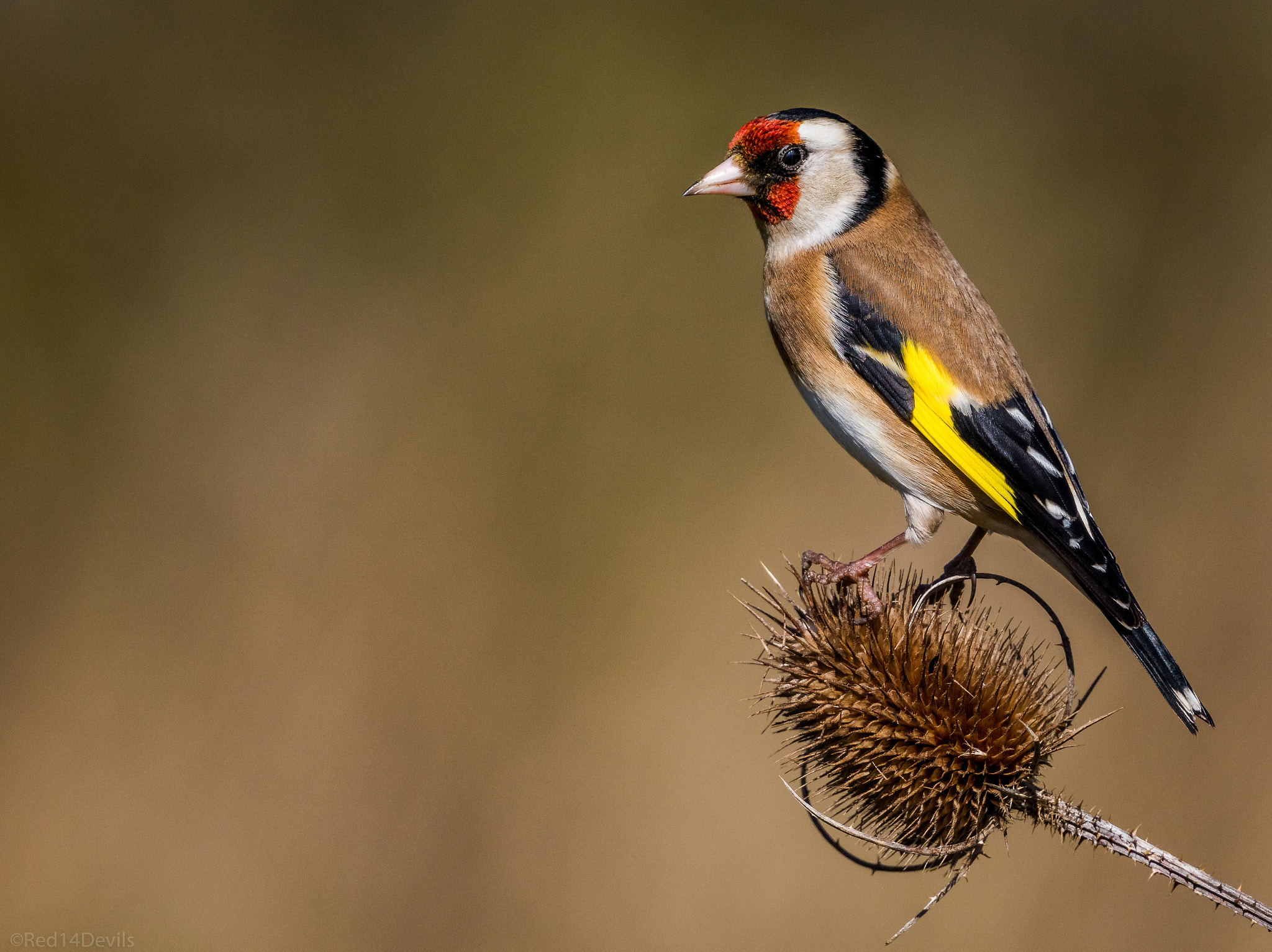 Canon EOS 5DS + Canon EF 100-400mm F4.5-5.6L IS II USM sample photo. Goldfinch photography