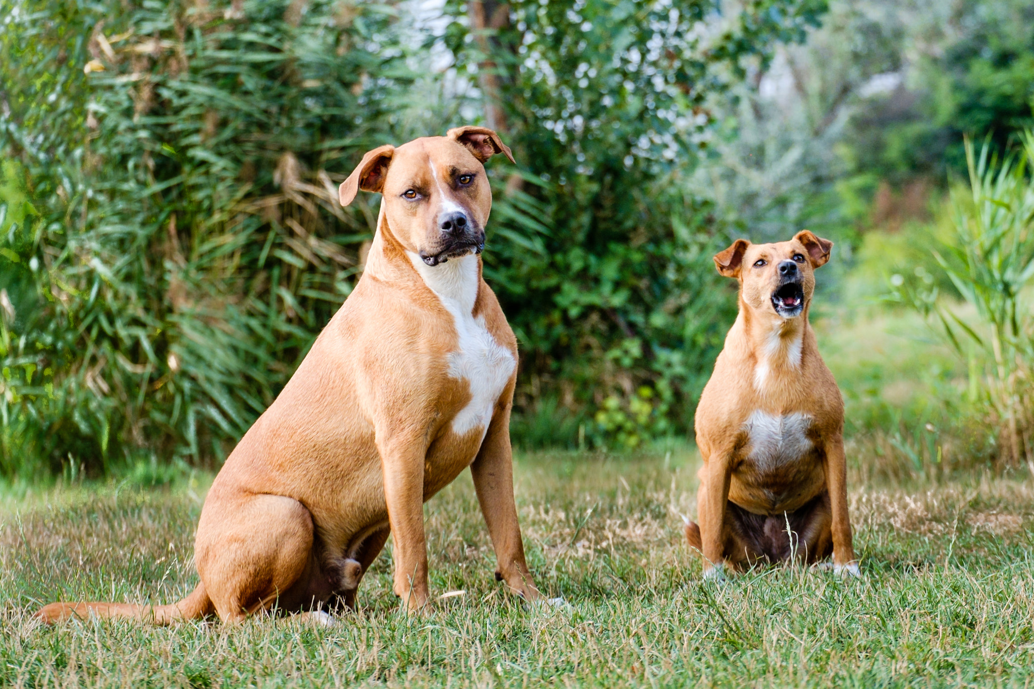 Fujifilm X-Pro1 + Fujifilm XC 50-230mm F4.5-6.7 OIS sample photo. Barking again photography