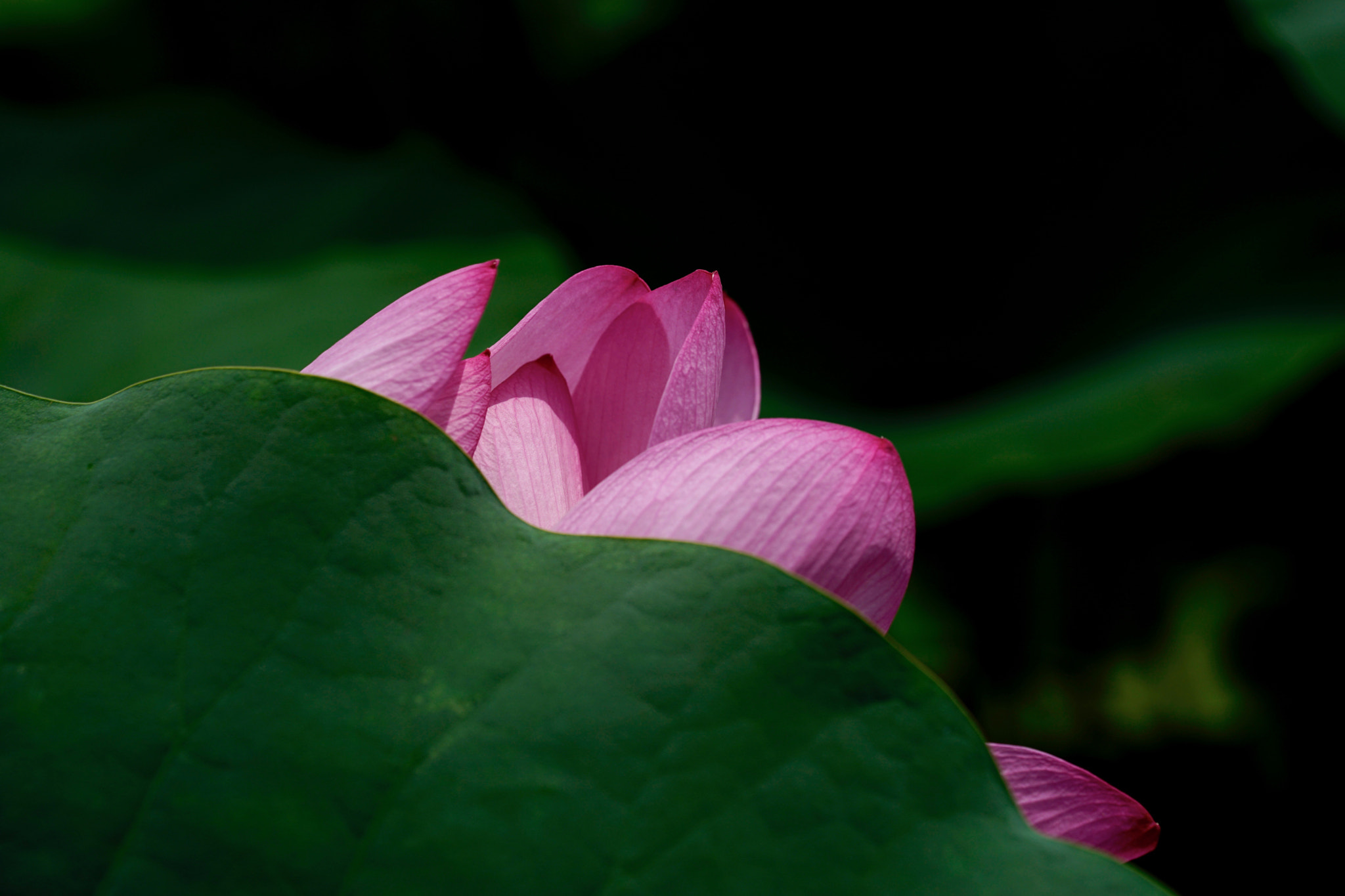 Sony a7 II + Sony FE 90mm F2.8 Macro G OSS sample photo. 犹抱琵琶半遮面 photography