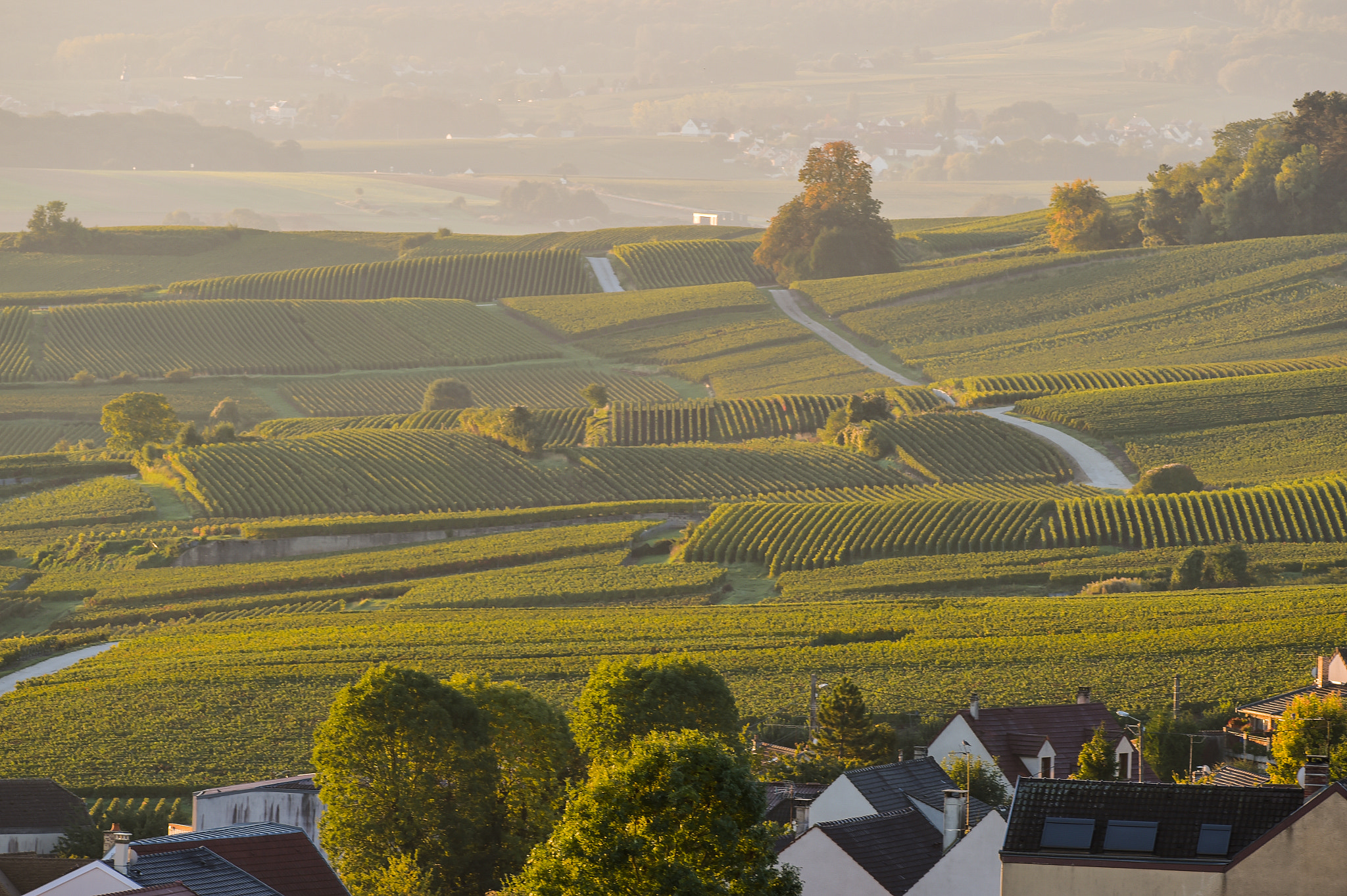 Nikon AF-S Nikkor 300mm F2.8G ED VR II sample photo. Champagne vineyards villedomange in marne department, france photography
