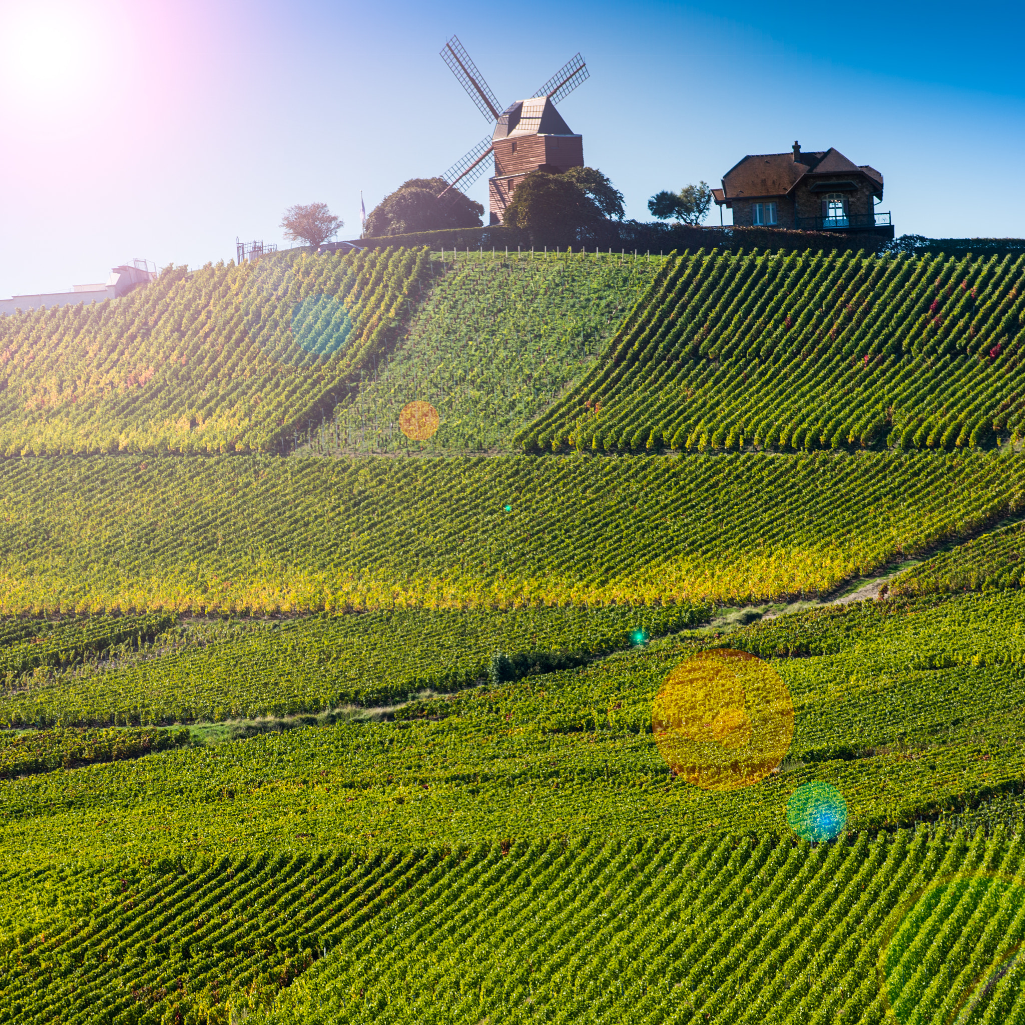 Nikon AF-S Nikkor 300mm F2.8G ED VR II sample photo. Vineyard and windmill champagne region near vernezay photography