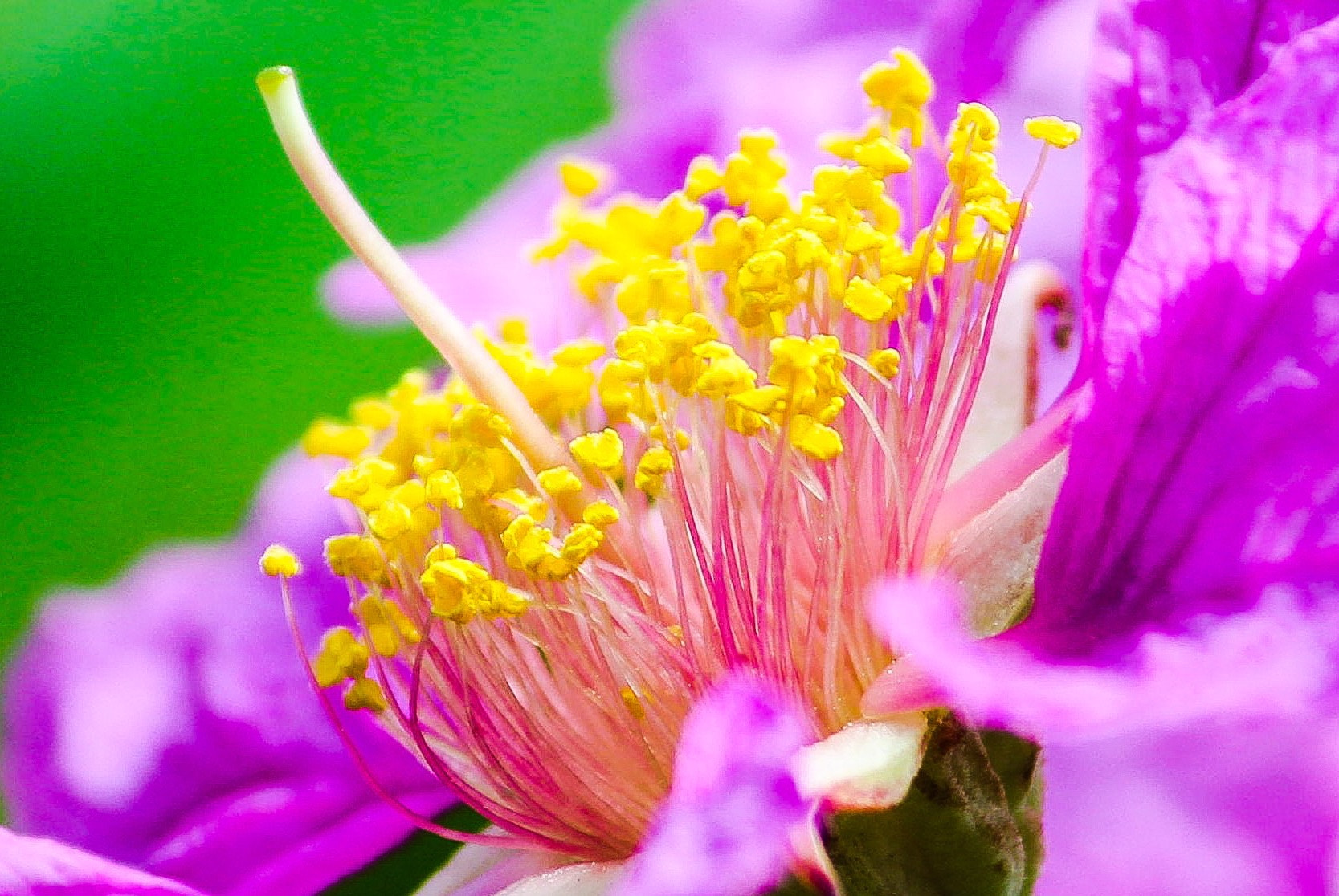 Canon EF-S 55-250mm F4-5.6 IS II sample photo. Amazingly beautiful photography