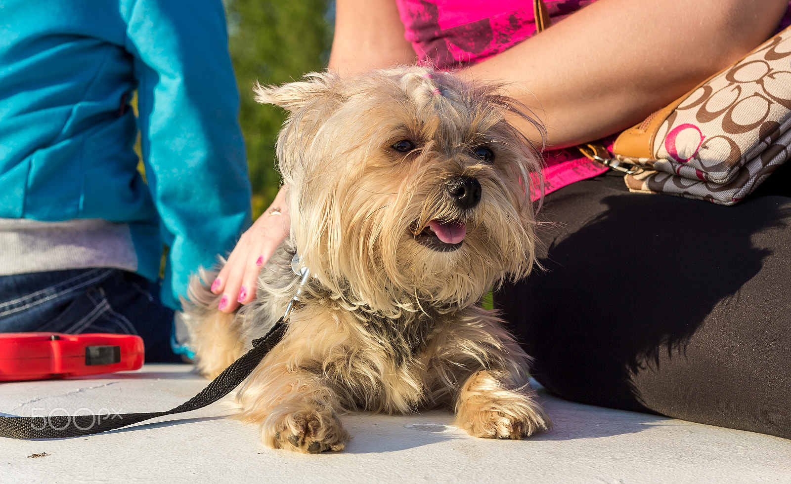 Canon EOS 600D (Rebel EOS T3i / EOS Kiss X5) + Canon EF 50mm F1.8 II sample photo. Young yorkshire terrier photography