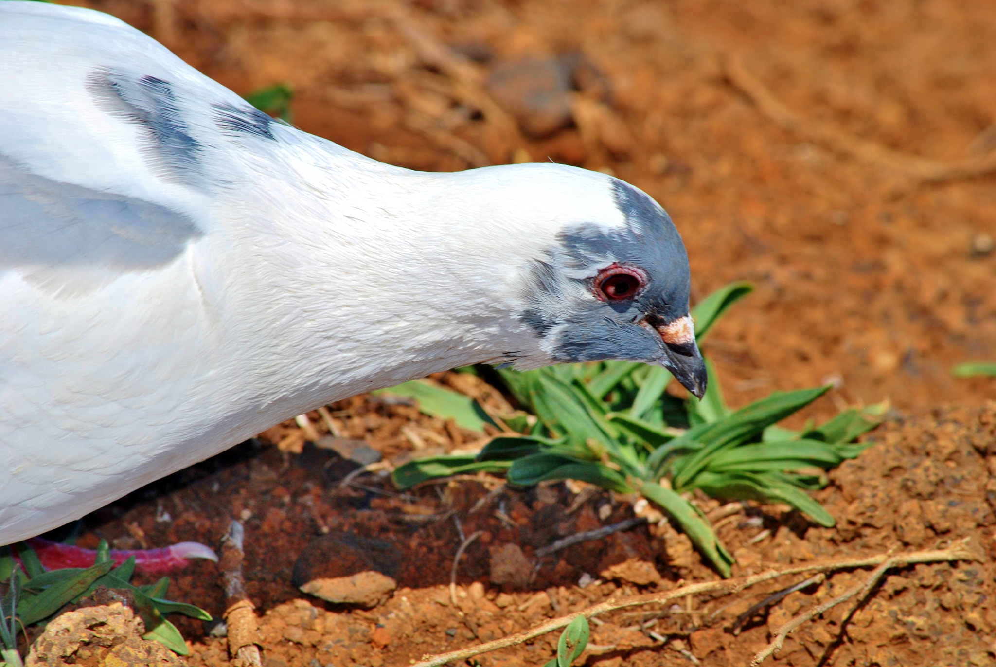 Nikon D60 sample photo. White forager! photography
