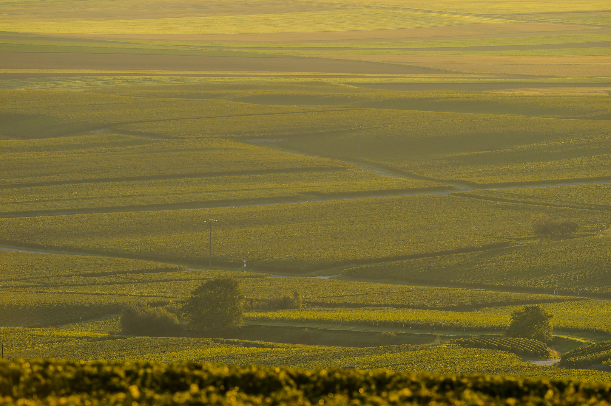 Nikon AF-S Nikkor 300mm F2.8G ED VR II sample photo. Champagne vineyards villedomange in marne department, france photography