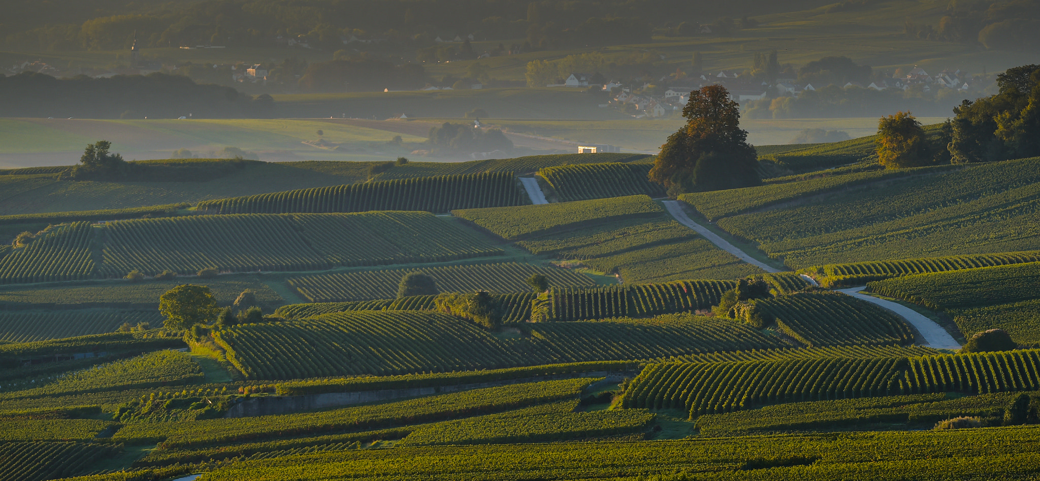 Nikon AF-S Nikkor 300mm F2.8G ED VR II sample photo. Champagne vineyards villedomange in marne department, france photography