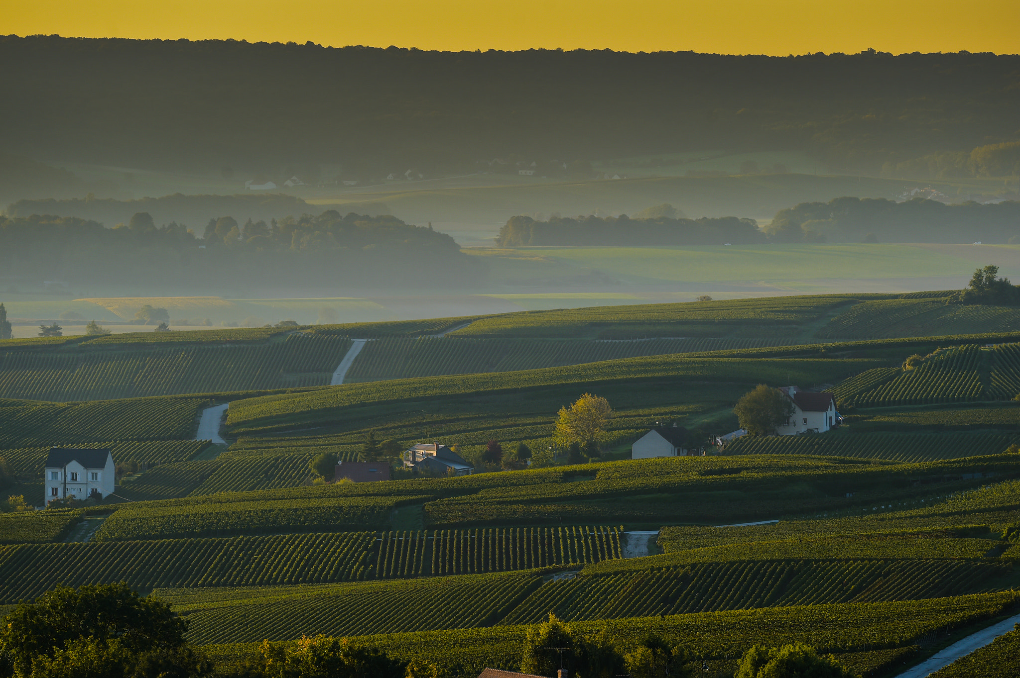 Nikon AF-S Nikkor 300mm F2.8G ED VR II sample photo. Champagne vineyards villedomange in marne department, france photography