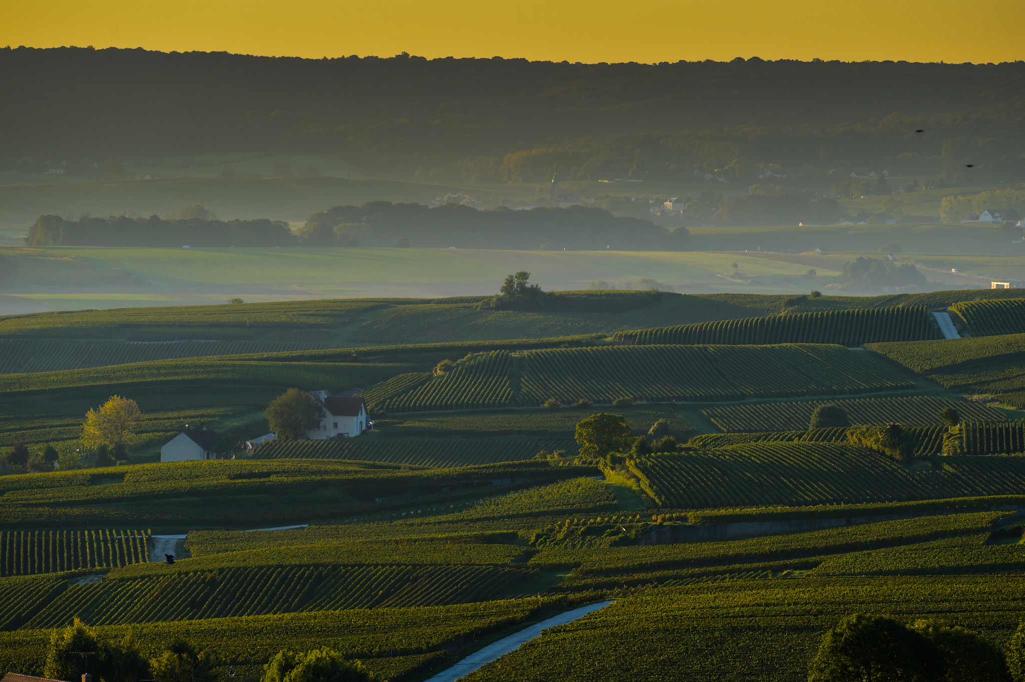 Nikon AF-S Nikkor 300mm F2.8G ED VR II sample photo. Champagne vineyards villedomange in marne department, france photography