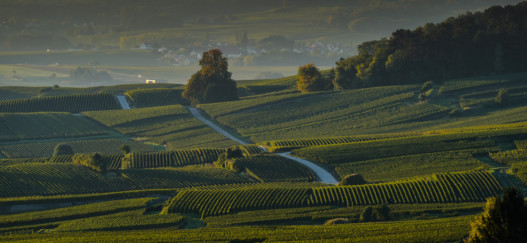 Nikon AF-S Nikkor 300mm F2.8G ED VR II sample photo. Champagne vineyards villedomange in marne department, france photography