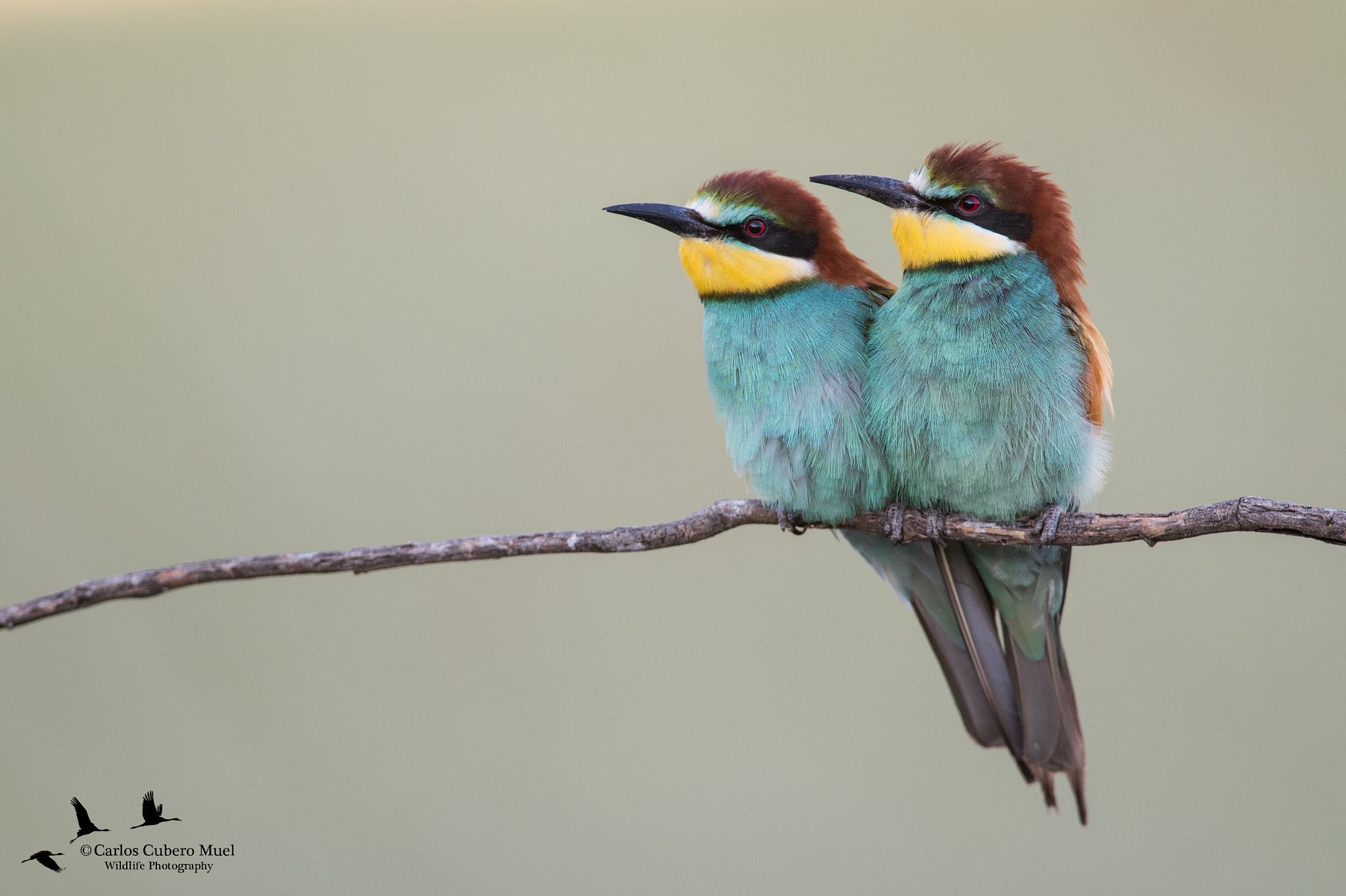 Nikon D750 + Nikon AF-S Nikkor 300mm F4D ED-IF sample photo. 2 bee eater photography
