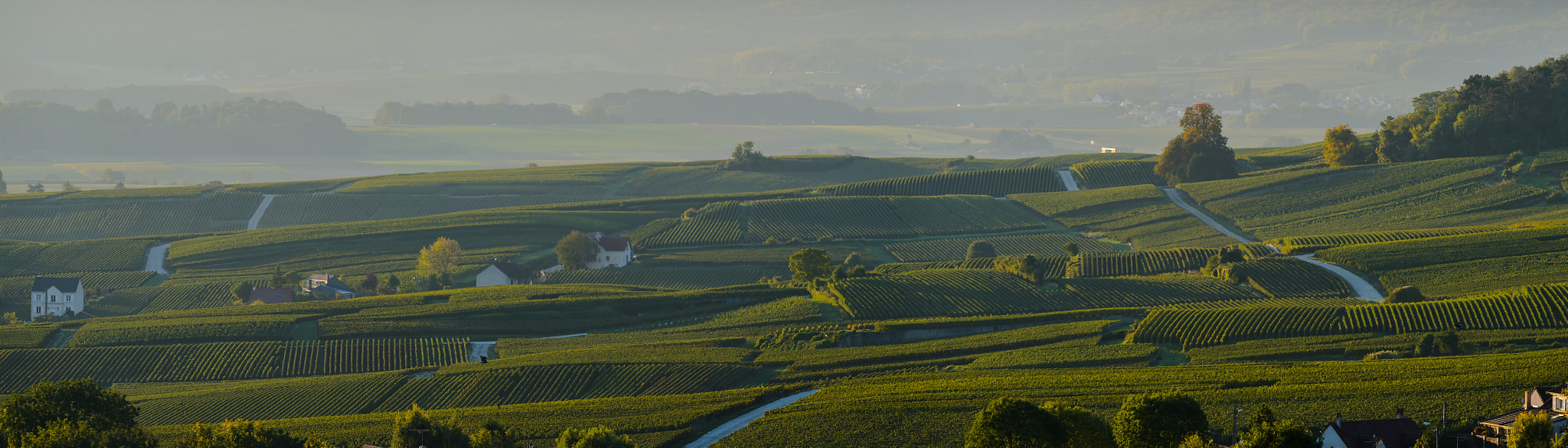 Nikon AF-S Nikkor 300mm F2.8G ED VR II sample photo. Champagne vineyards villedomange in marne department, france photography