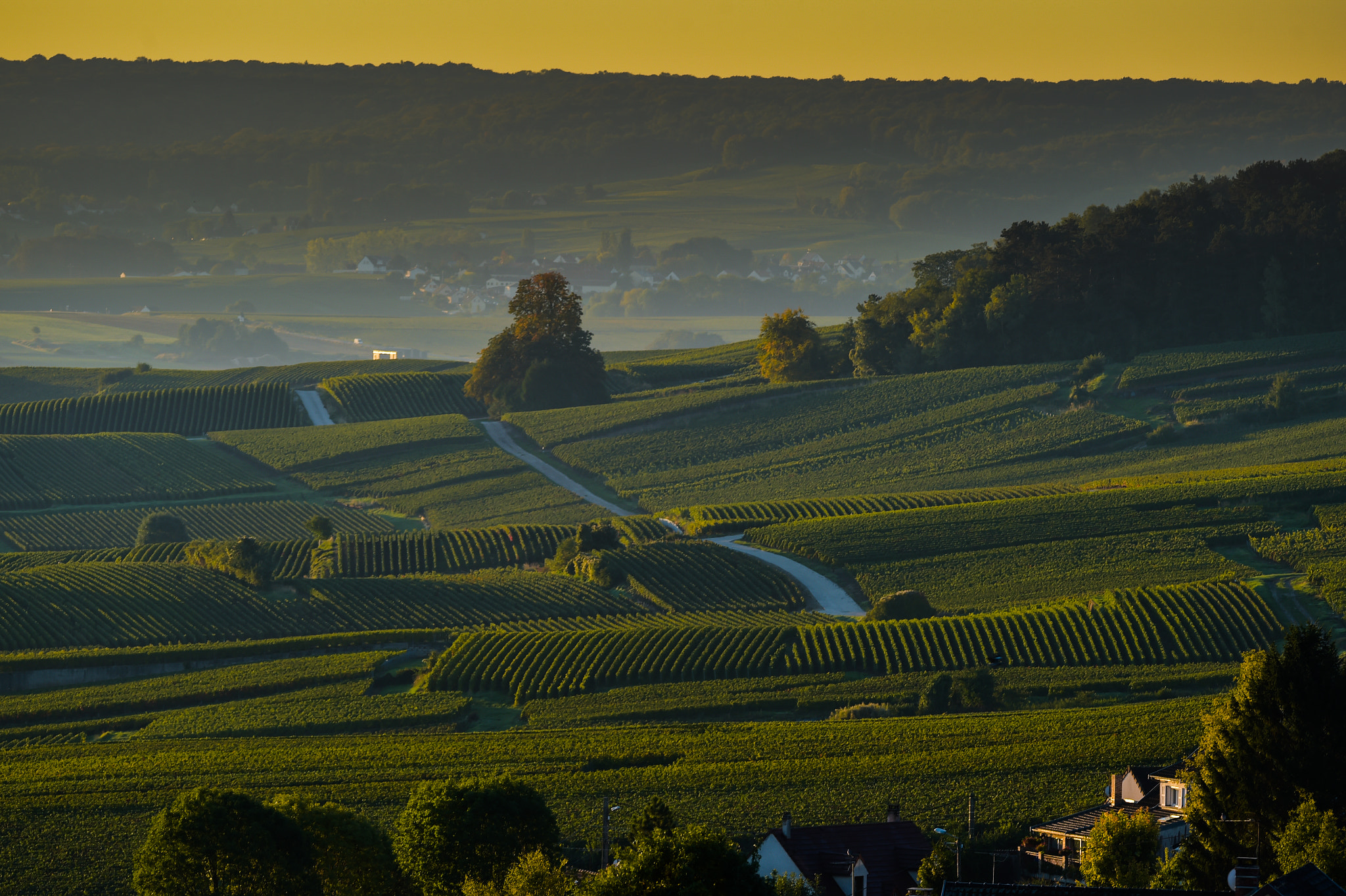 Nikon AF-S Nikkor 300mm F2.8G ED VR II sample photo. Champagne vineyards villedomange in marne department, france photography