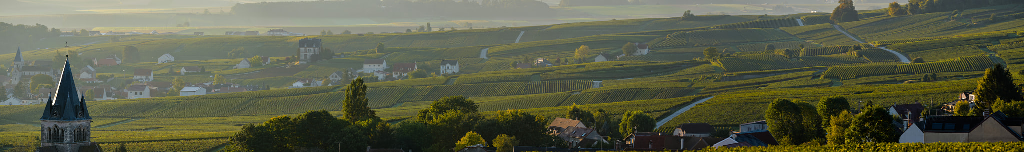 Nikon AF-S Nikkor 300mm F2.8G ED VR II sample photo. Champagne vineyards villedomange in marne department, france photography