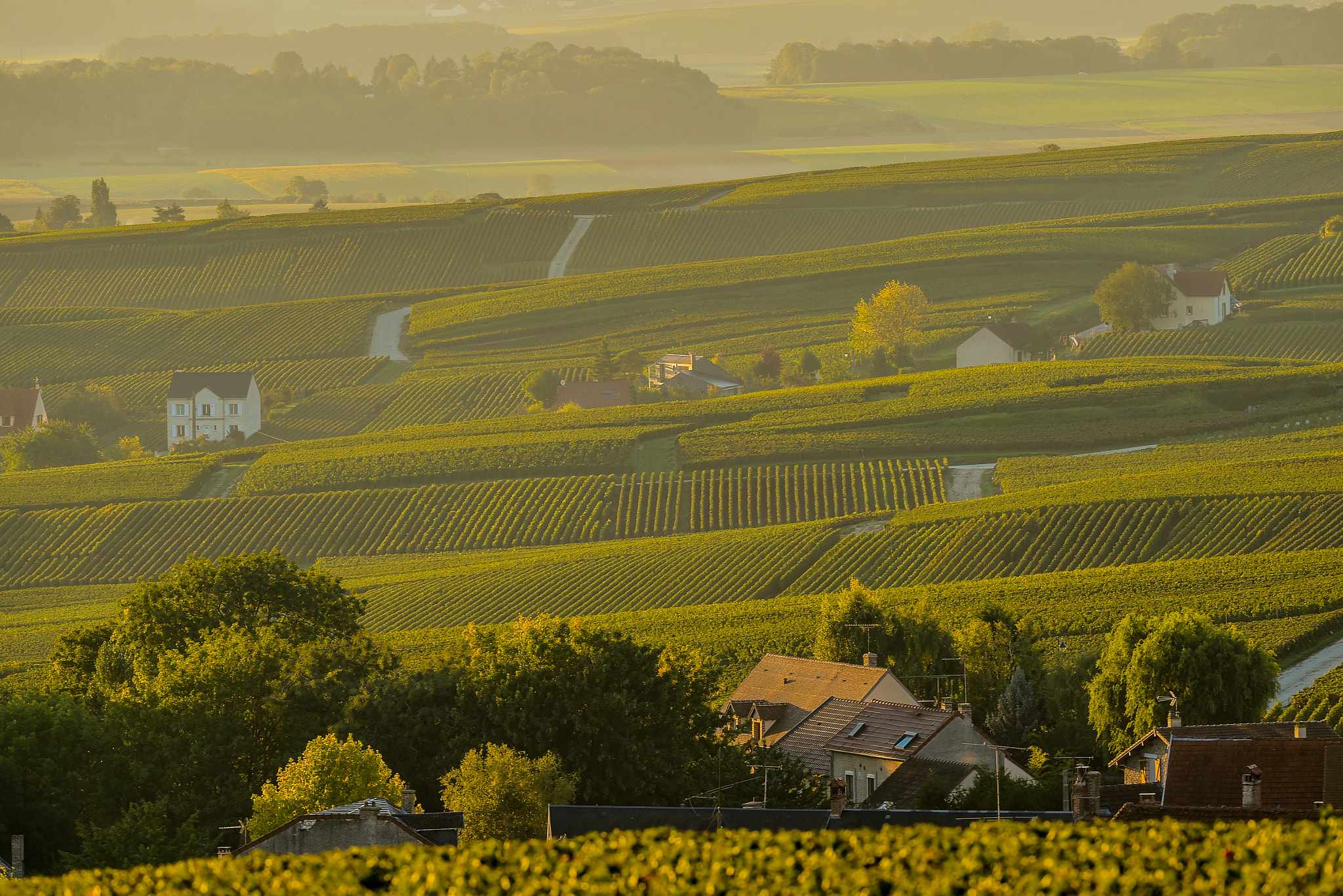 Nikon AF-S Nikkor 300mm F2.8G ED VR II sample photo. Champagne vineyards villedomange in marne department, france photography