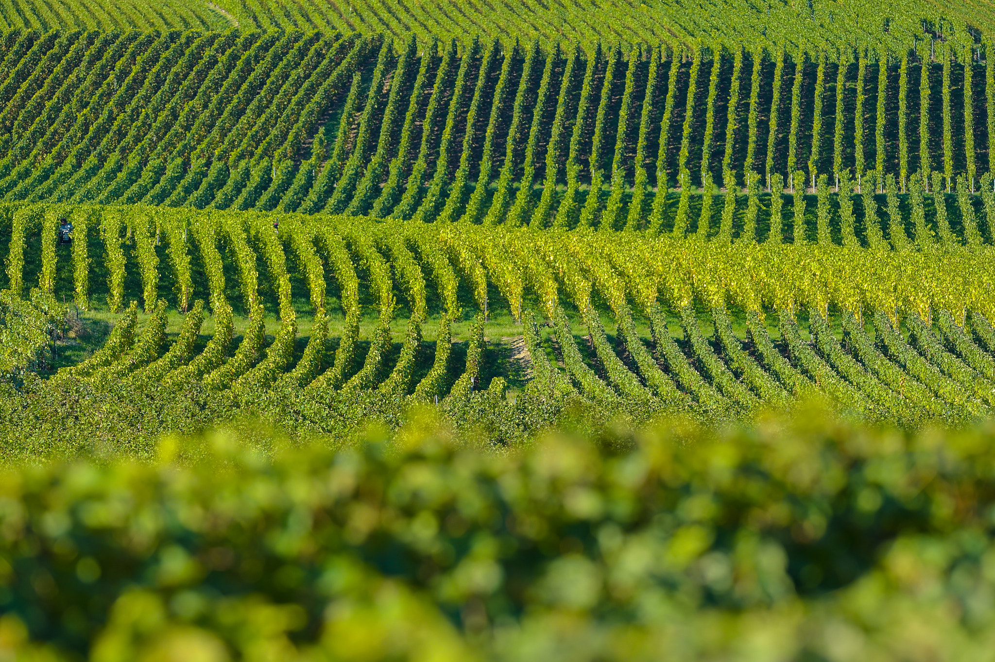 Nikon AF-S Nikkor 300mm F2.8G ED VR II sample photo. Champagne vineyards sermiers in marne department, france photography