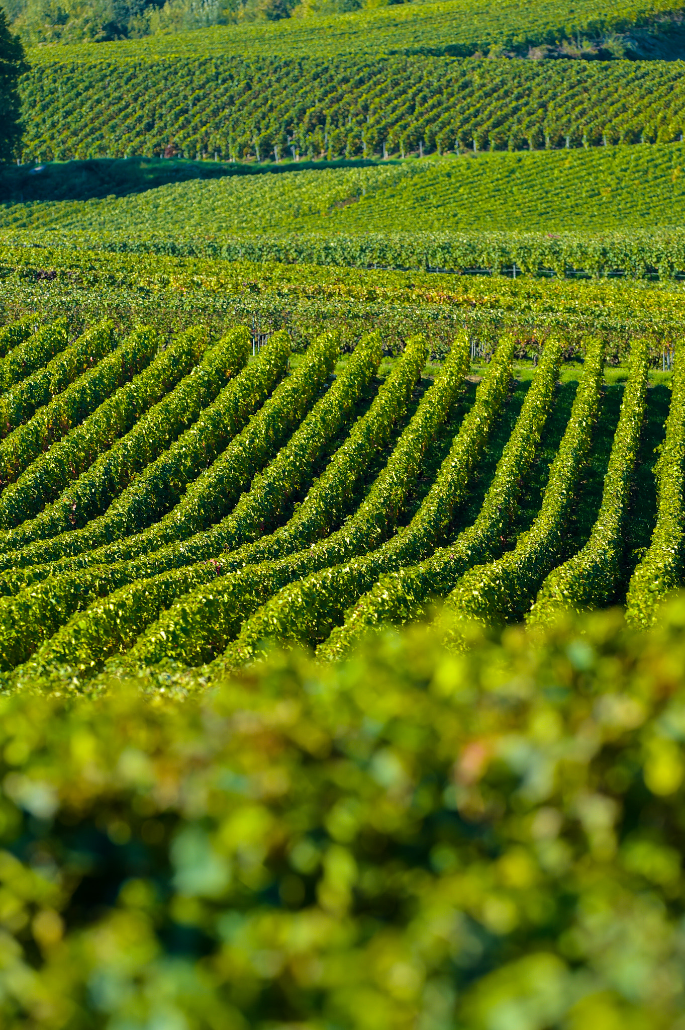 Nikon AF-S Nikkor 300mm F2.8G ED VR II sample photo. Champagne vineyards sermiers in marne department, france photography