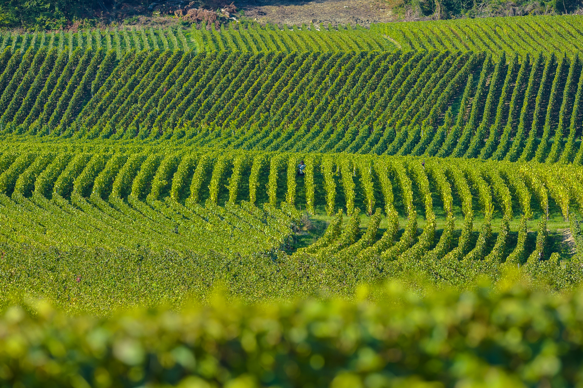 Nikon AF-S Nikkor 300mm F2.8G ED VR II sample photo. Champagne vineyards sermiers in marne department, france photography
