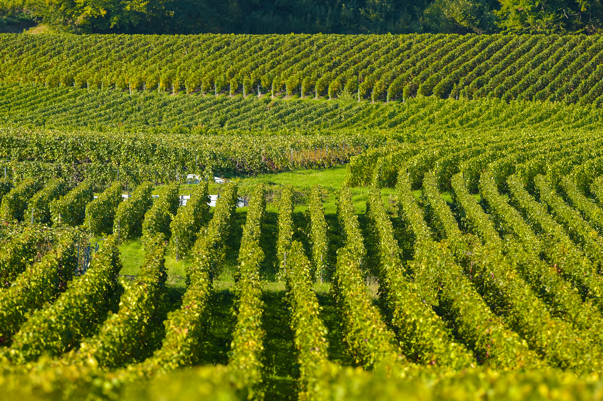 Nikon AF-S Nikkor 300mm F2.8G ED VR II sample photo. Champagne vineyards sermiers in marne department, france photography