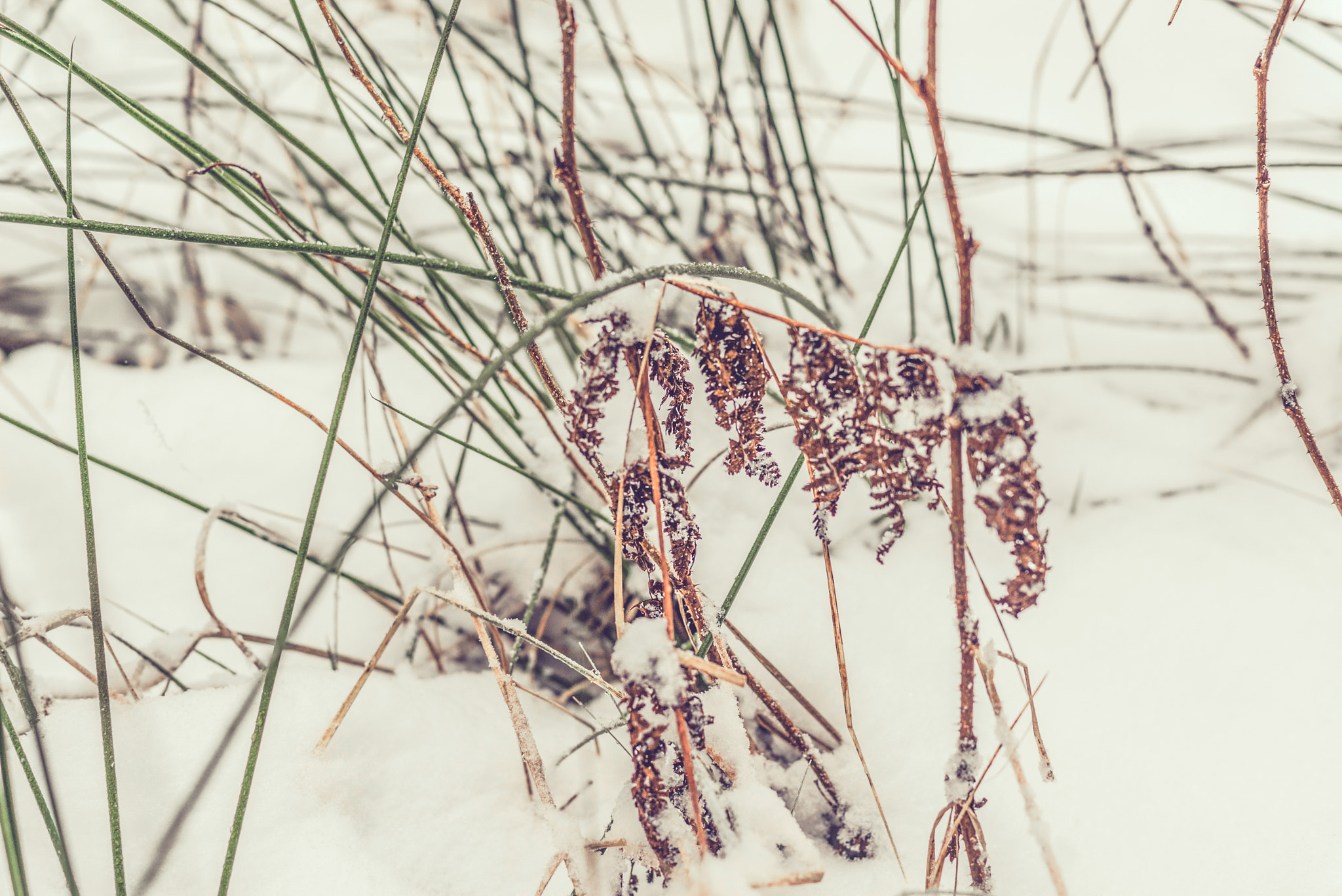 Sony a7R + Sony 50mm F1.4 sample photo. Grass with snow at wintertime photography