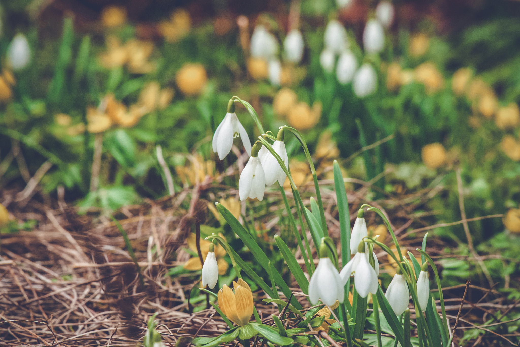 Sony 70-400mm F4-5.6 G SSM II sample photo. Flowerbed with snowdrops and eranthis photography