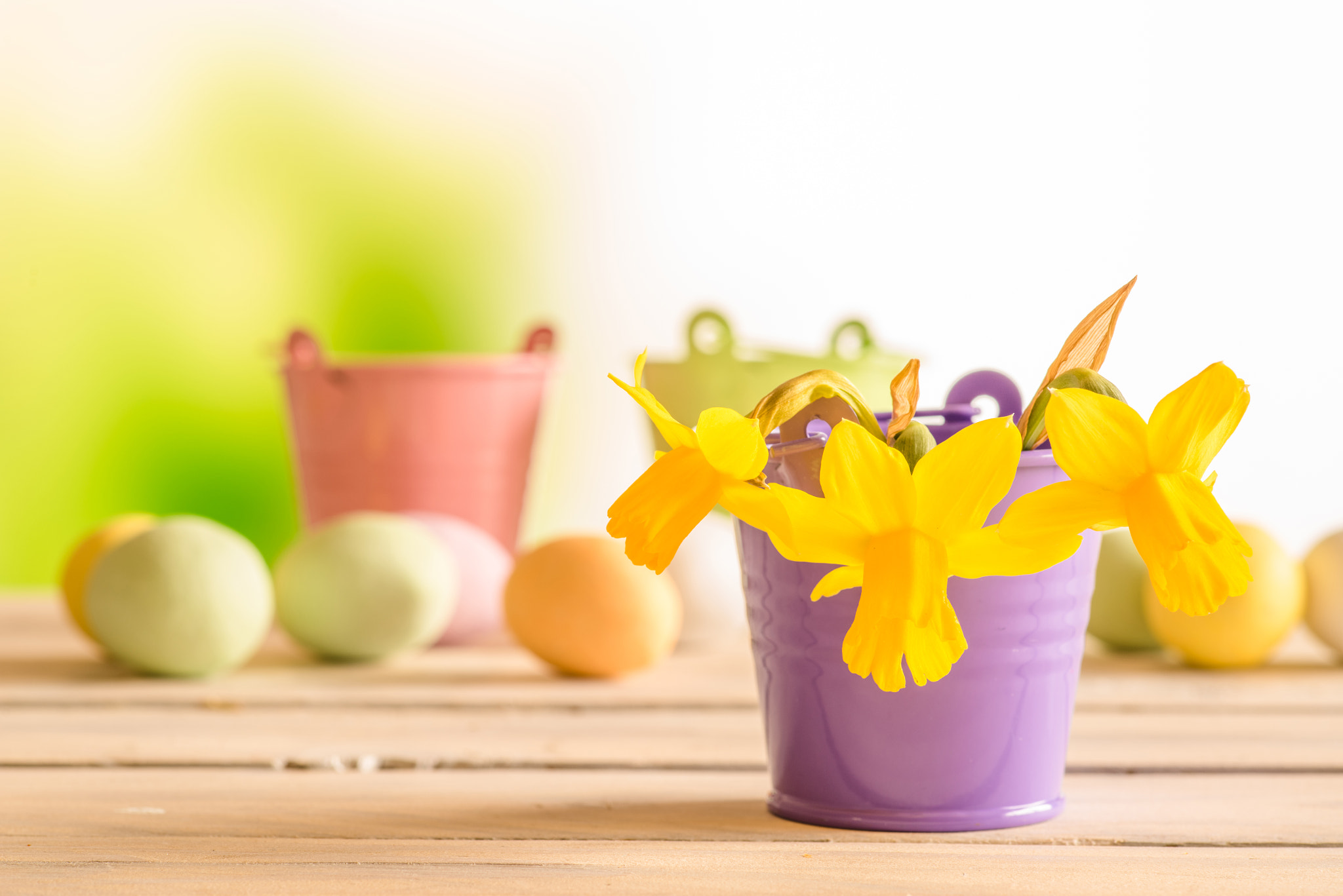 Minolta AF 100mm F2.8 Macro [New] sample photo. Daffodils in a purple flowerpot photography