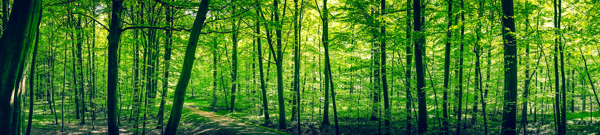 Sony a7R + Minolta AF 50mm F1.4 [New] sample photo. Trail in a green forest panorama landscape photography